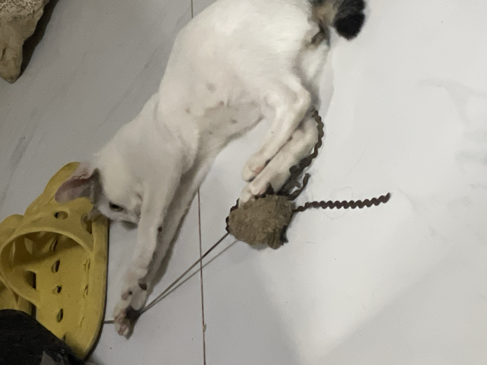 A white cat with a black tail is playing with a toy mouse on a white tile floor. The cat is lying on its side, batting at the toy with its paws. A yellow sandal is nearby. The location is Davao City, Philippines.