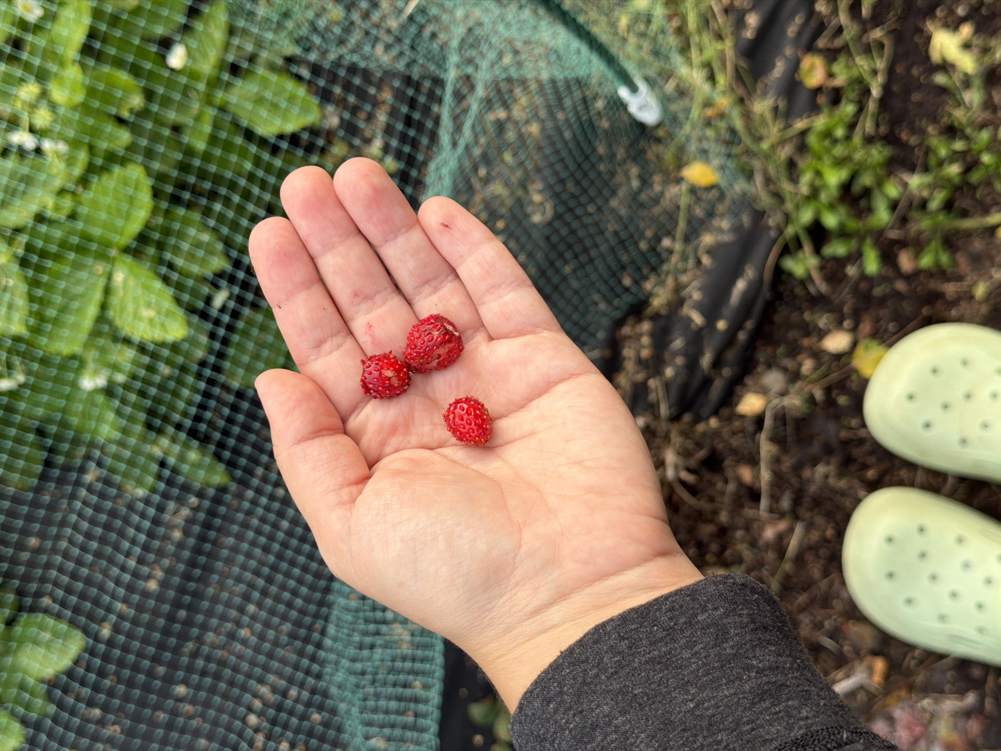 A person's hand is holding three small wild strawberries. The hand is cupped and facing upwards, with the strawberries resting in the palm. The strawberries are red and have visible seeds. In the background, there is a green net and foliage. The ground below is covered in dark soil with some scattered leaves and green plants. The person is wearing a dark grey long-sleeved shirt and light green boots. The overall scene appears to be outdoors, possibly in a garden or rural area. No specific location in the city of Чайковская, Russia, can be identified from the visual information provided.