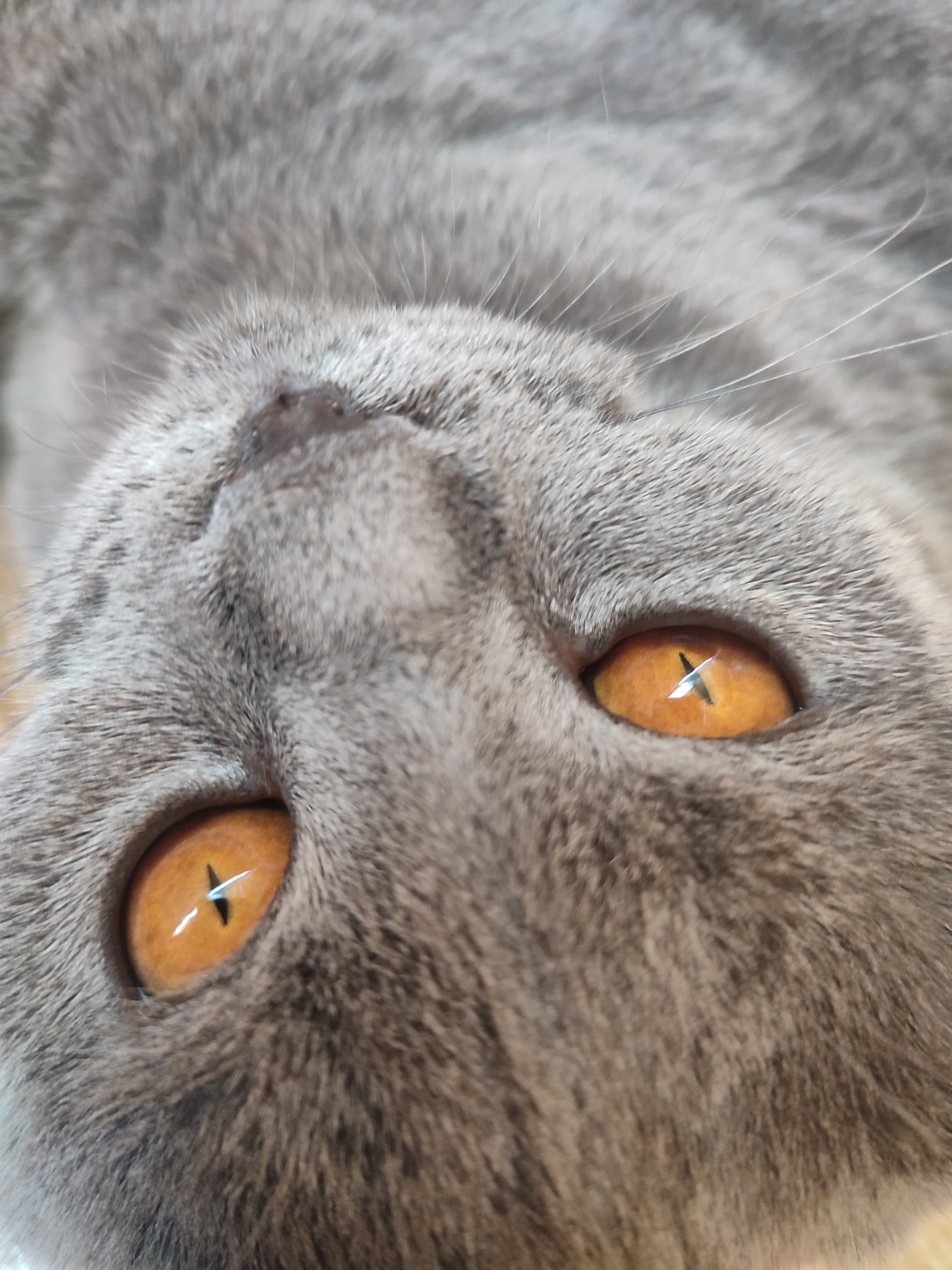 The image is a close-up, overhead shot of a gray cat's face. The cat's fur is short and dense, with some lighter gray markings visible. The cat's eyes are large and round, with a bright orange iris and a vertical black pupil. The cat's nose is small and black, and its whiskers are long and white. The cat appears to be lying on its back, with its head tilted upwards. The background is blurred and out of focus, but it appears to be a light-colored surface, possibly a blanket or a rug. There is no visible indication of the location in the city of Zlatopil, Ukraine, nor are there any people, objects, or actions that suggest a specific context beyond the animal itself.