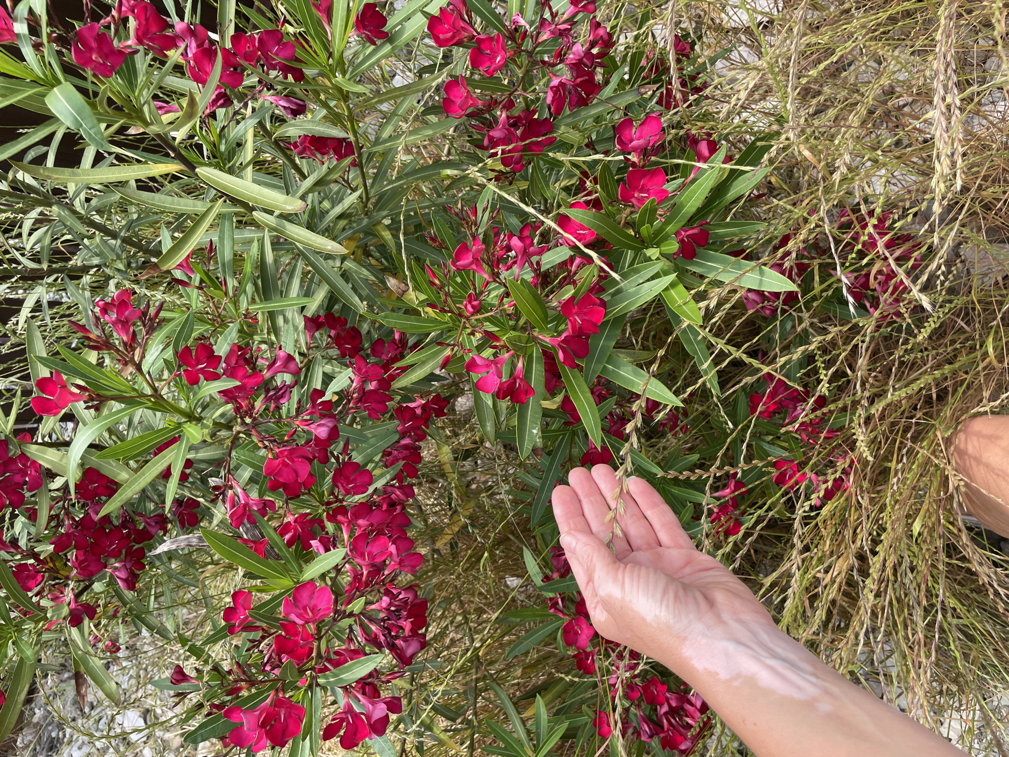 In Sochi, Russia, a close-up shot captures a hand reaching out towards a blooming oleander bush. The hand, with visible vitiligo, gently touches a sprig of dry grass. The oleander bush is lush with vibrant pink flowers and long, green leaves. The background is a natural setting with more of the dry grass and some rocky ground, suggesting an outdoor environment in Sochi.