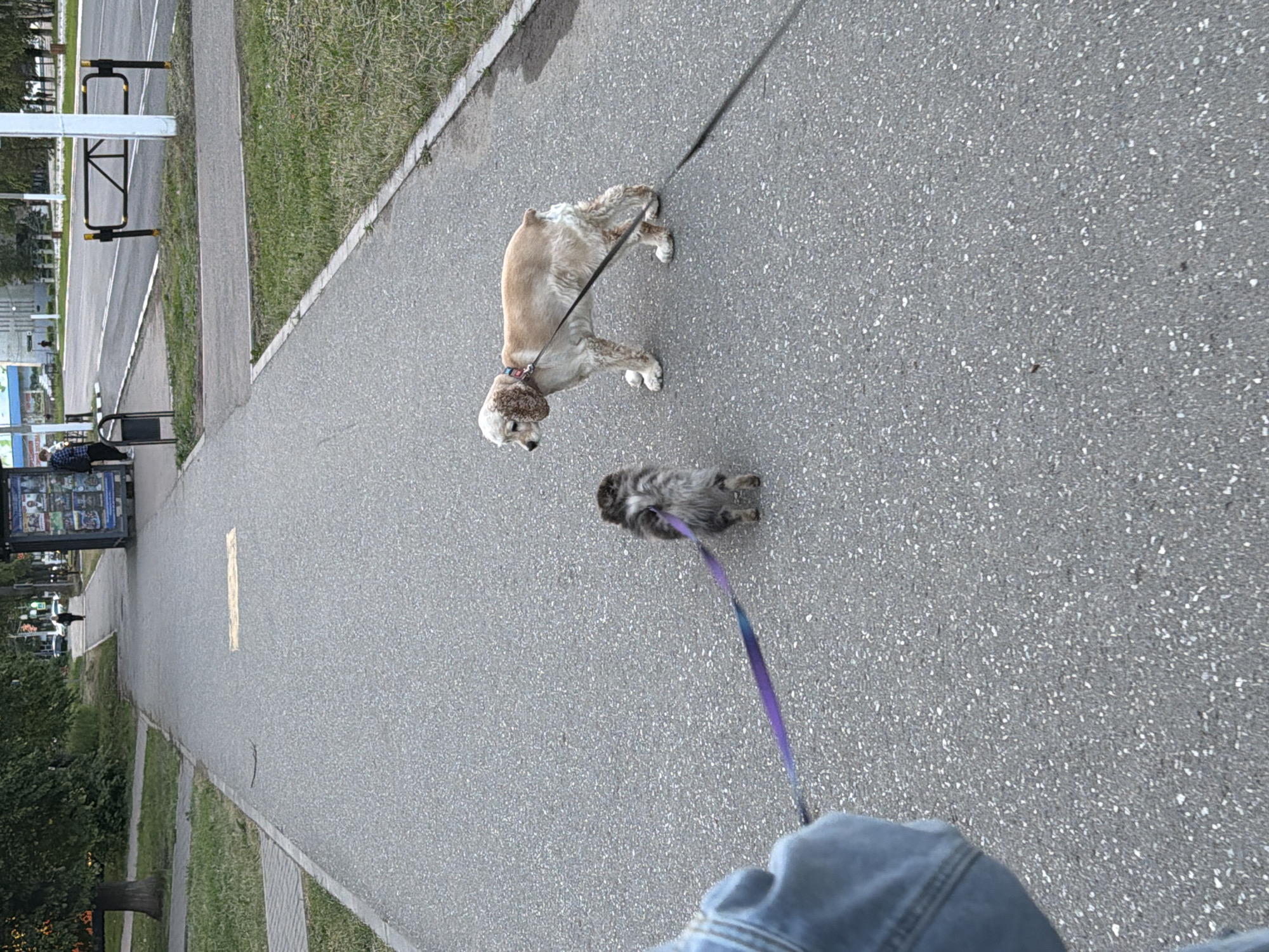 **Location:** Chaikovsky, Russia.
**Scene:** A first-person view looking down at two dogs on leashes being walked on a gray asphalt path.
**Subjects:** A tan and white Cocker Spaniel dog on a black leash, and a smaller, gray and brown, fluffy dog on a purple leash.
**Object:** The person walking the dogs is wearing a blue denim jacket.
**Environment:** The path is bordered on the left by a green grassy area. In the distance, a bus stop shelter is visible.