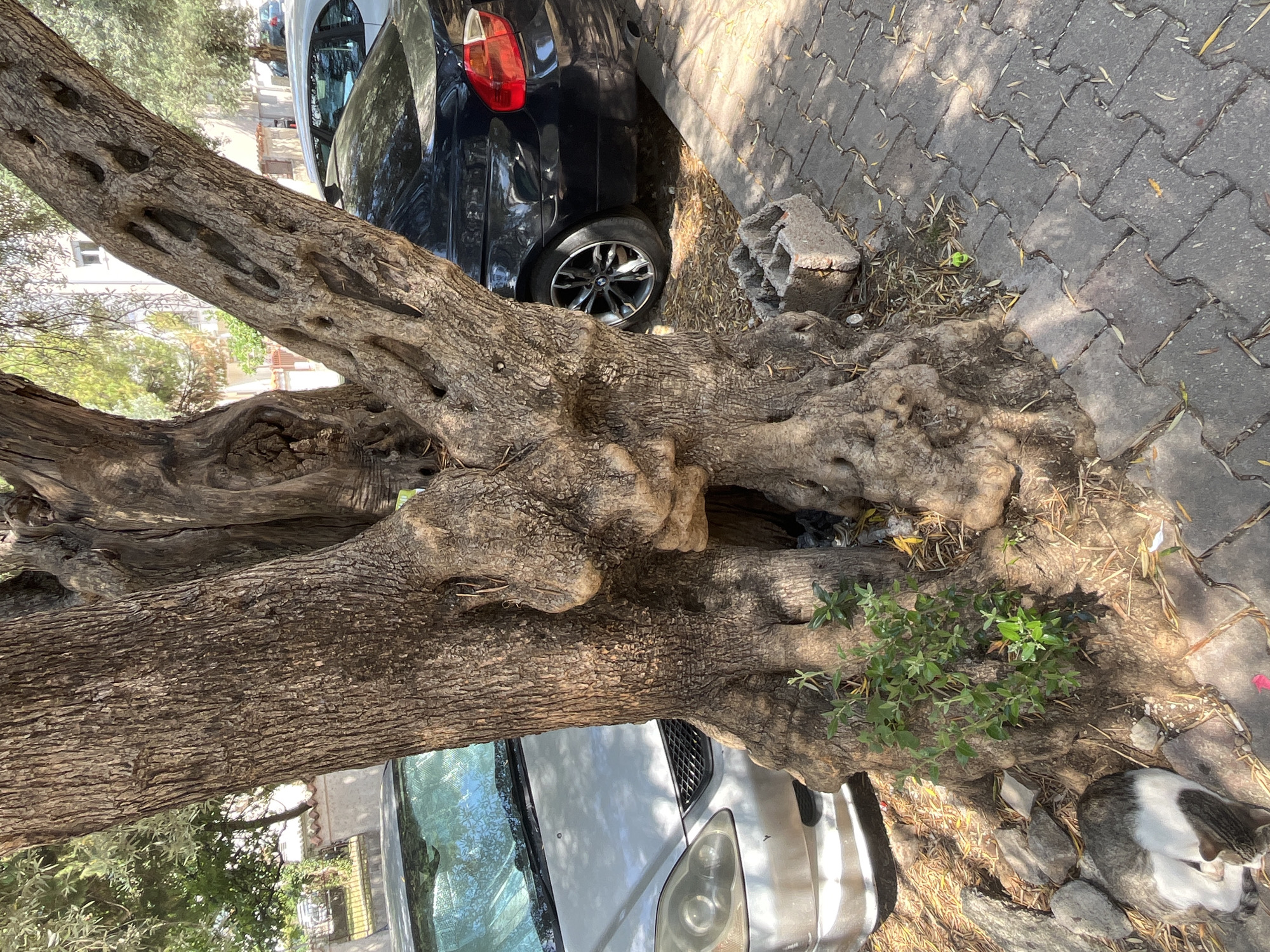 The media file shows a large, gnarled tree trunk in the foreground, with cars parked on either side. The tree's bark is rough and textured, with many deep crevices. It appears to be an old olive tree. To the right of the tree, a black car is parked, and to the left, a silver car is partially visible. The ground is paved with interlocking gray bricks, and there is dry grass and fallen leaves around the base of the tree. A small plant with green leaves is growing out of a crevice in the tree trunk. In the bottom right corner, a cat is curled up sleeping. The scene appears to be outdoors, possibly on a street or in a courtyard, in a Mediterranean setting, given the location context of Budva, Montenegro. The sunlight suggests it is daytime, and the shadows indicate a bright, sunny day. There are no people visible in the image, and no visible text. The overall impression is one of nature's resilience, with the tree growing amidst urban elements.