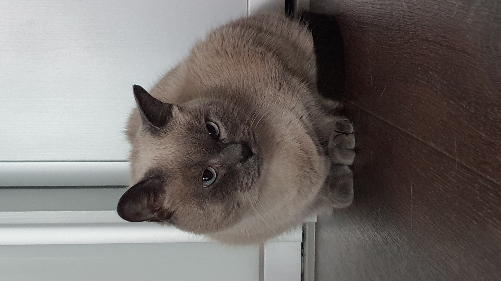 A grey Siamese cat with blue eyes is sitting on a dark brown wooden floor in front of a white wall. The cat is facing forward and looking directly at the camera. Its paws are tucked underneath its body. The background consists of a white wall with vertical lines, possibly indicating blinds or a door. The lighting is artificial and comes from the front, casting a slight shadow behind the cat. There is no indication of the cat's location in Krasnoyarsk, Russia.