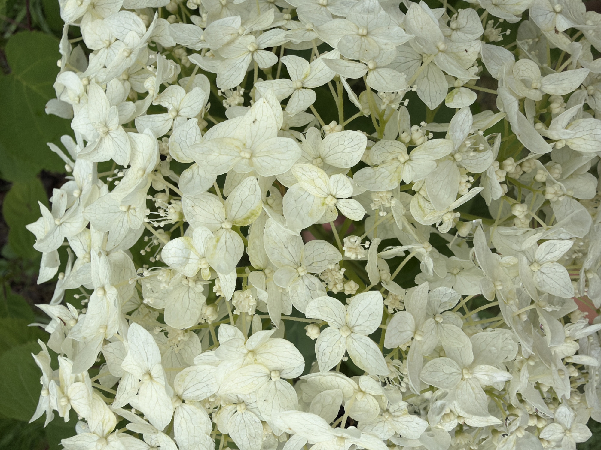 A close-up, top-down view of a large cluster of white hydrangea flowers. The flowers are mostly open, with delicate, veined petals. Some smaller, underdeveloped buds are visible amongst the larger blooms. The background consists of blurred green leaves and hints of dark soil, suggesting an outdoor garden setting. The image does not contain any people or actions, and there is no specific information about the location within Pokrov, Russia.