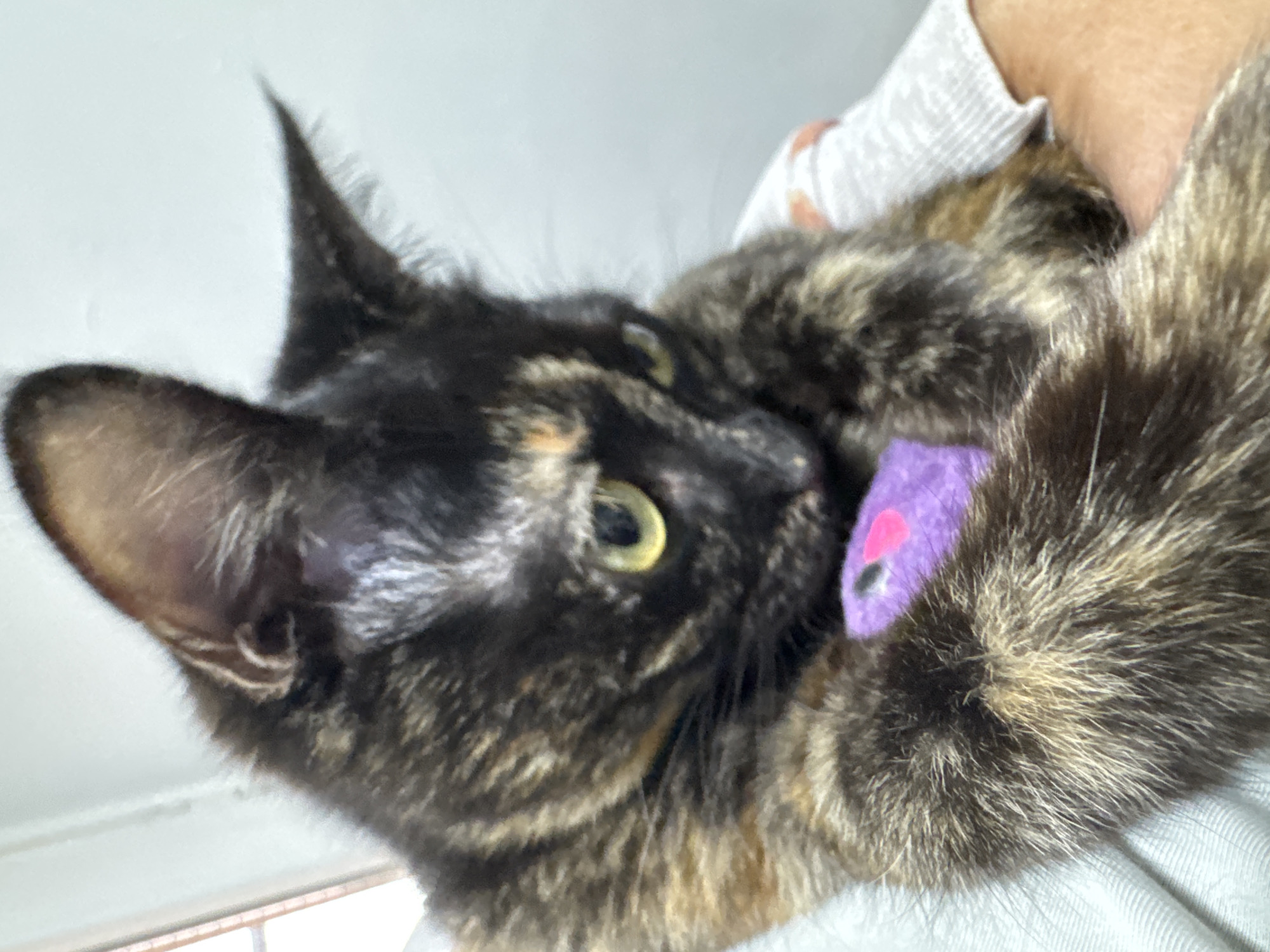 A close-up, medium shot captures a tortoiseshell cat being held in someone's arm. The cat has black, brown, and orange fur, and its yellow eyes are visible. A purple mouse toy is near the cat's paws. The person holding the cat is wearing a light-colored shirt. The background appears to be a white wall. The location is not discernible from the image.