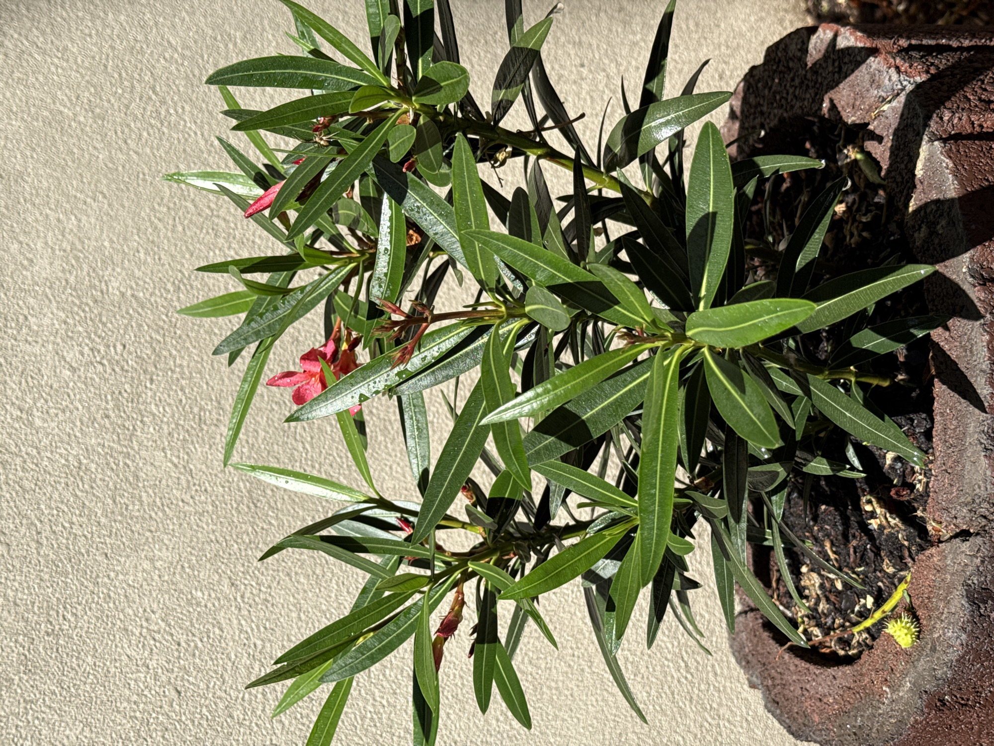 The image shows a close-up, overhead view of a potted plant with long, green, leathery leaves and a few delicate pink flowers. The plant is in a rustic, reddish-brown textured pot, which is partially visible on the right side of the frame. The pot appears to be made of ceramic or a similar material with a rough, uneven surface, and it casts a dark shadow onto the plant and the surrounding area. The plant itself is lush and vibrant, with some leaves showing water droplets, suggesting it may have been recently watered or it is a dewy morning.
The plant is situated next to a textured, light-colored wall, which occupies the left side of the image. The wall has a granular surface, creating a subtle pattern. Sunlight is clearly hitting the scene from the upper right, casting strong shadows from the pot and the plant's branches onto the wall and the ground. This indicates it is daytime, likely with clear skies.
There are no people visible in the image. The activity, if any, is passive – the plant is simply growing. The overall mood is peaceful and natural, highlighting the beauty of the plant in its outdoor setting. There is no visible text in the image. The location context of Łódź, Poland, doesn't offer specific visual cues within this close-up frame, but the general setting could be a garden, patio, or balcony in an urban or suburban environment. The presence of the pot and the wall suggests an artificial planting environment.