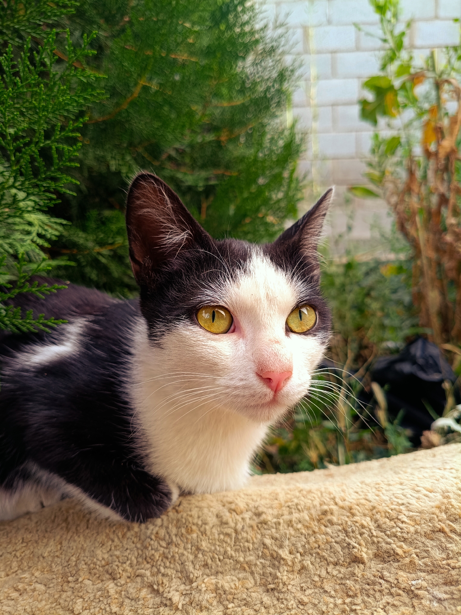 A black and white kitten with yellow eyes and a pink nose is sitting on a light brown, textured surface. The kitten's left side is predominantly black with a white patch on its chest, while its face and neck are white. Its body is mostly out of frame, with only its head and a portion of its torso visible. Behind the kitten, there are out-of-focus green foliage and a white brick wall. The scene appears to be outdoors, possibly in a backyard or garden, and the lighting suggests it is daytime. No specific location in Tash-Dobo, Kyrgyzstan, can be determined from the image.