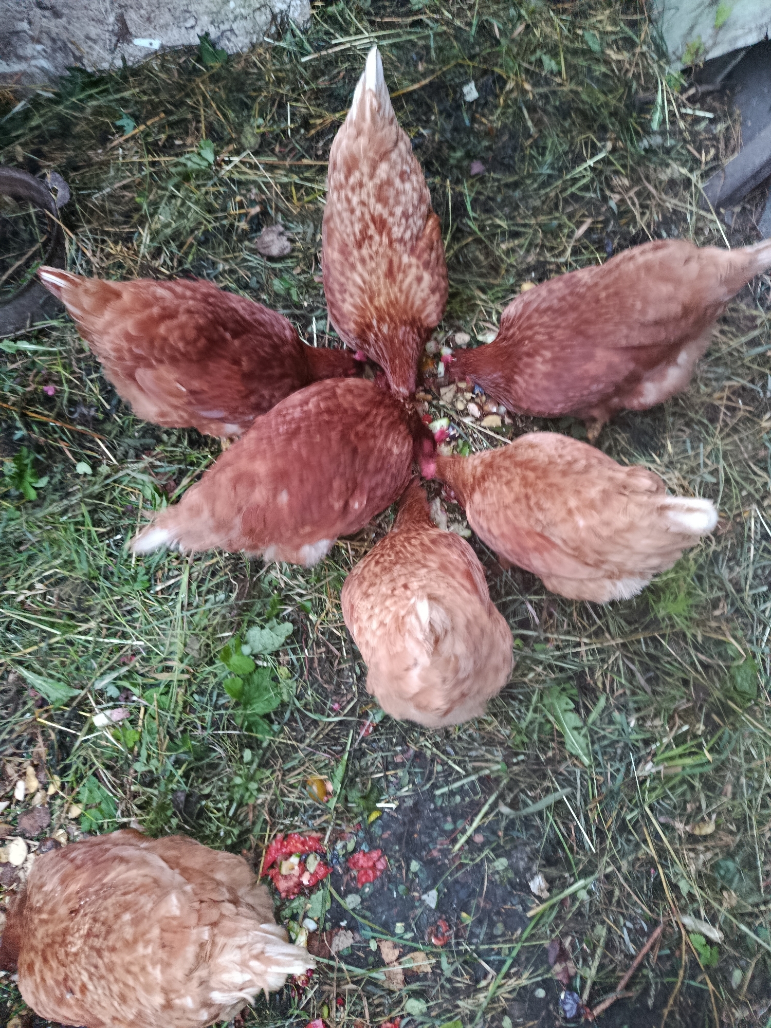 Seven chickens are gathered around a pile of food on the ground. The chickens are a mix of brown and tan feathers. They are all facing downwards, pecking at the food. The ground is covered in dry grass and some scattered leaves. The scene appears to be in an outdoor area, possibly a farm or backyard.