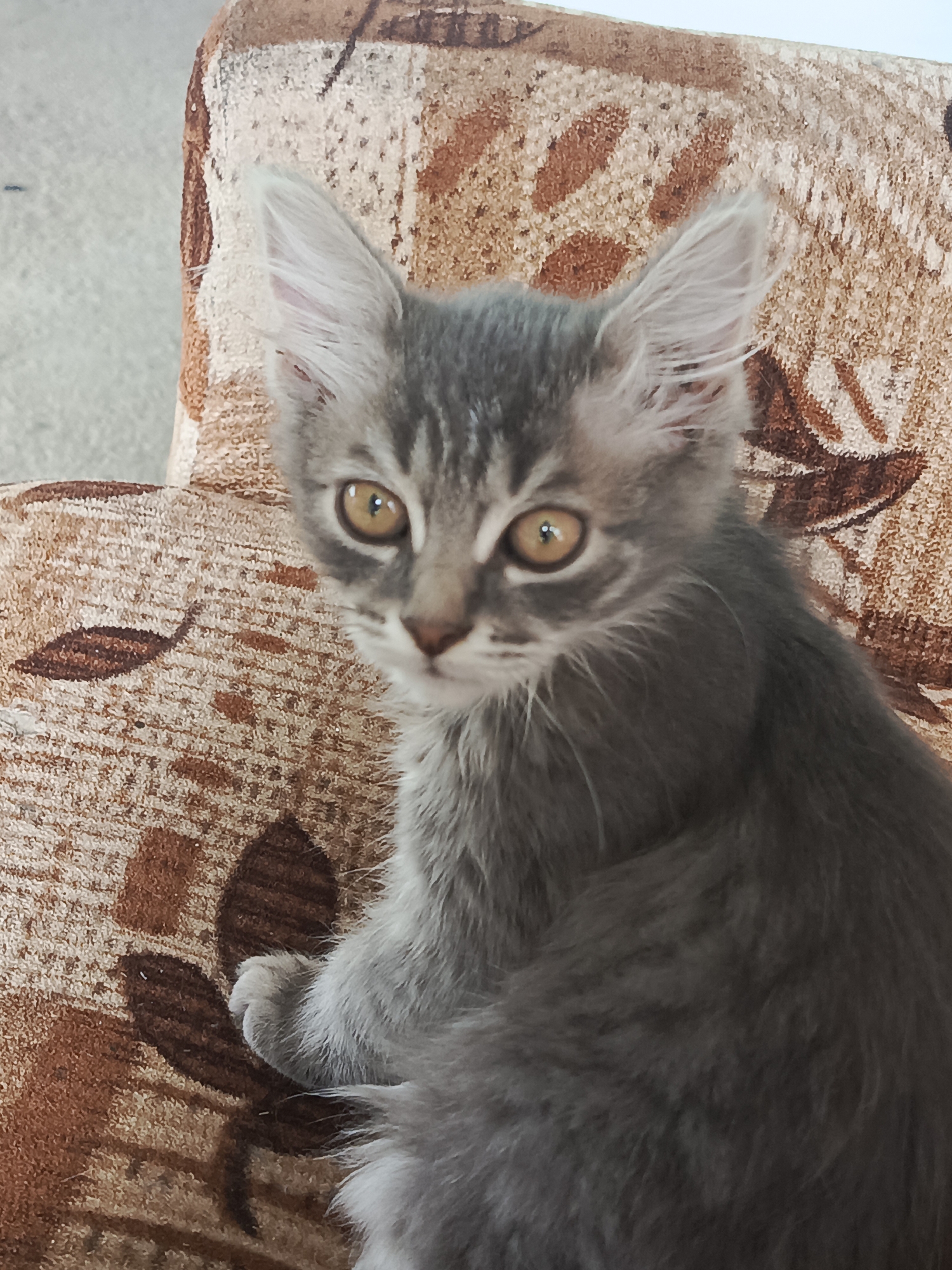 A grey tabby kitten with large, amber eyes is pictured sitting on a brown and beige patterned sofa. The kitten is looking directly at the camera, with its ears pointed upwards. Its fur is long and fluffy, and it has dark grey stripes on its head and back. The sofa fabric has a repeating leaf-like pattern in brown. The background is blurred, but appears to be a light-colored wall. The location is not visible in the image.