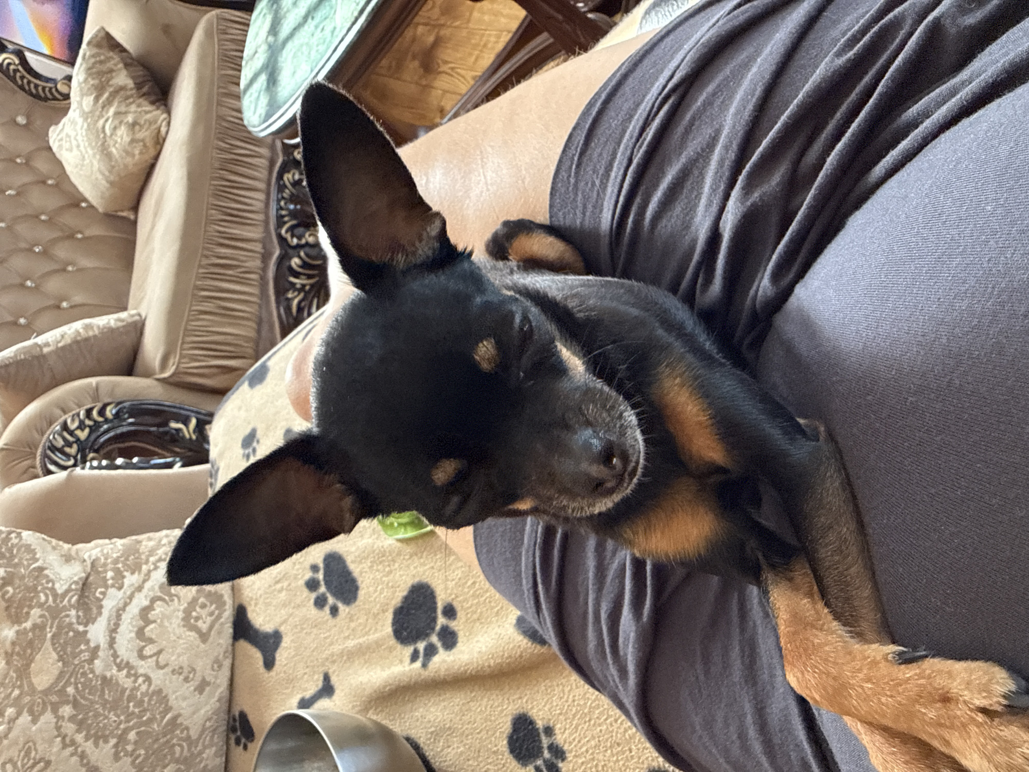 A black and tan miniature Pinscher dog is resting on a person's lap. The dog is lying down with its head resting on its paws, and its eyes are closed. The dog's fur is short and smooth. The person is wearing dark grey sweatpants. The dog is on a blanket with paw prints on it. In the background, there is a couch with decorative pillows and a table with a green top. The image appears to be taken indoors in a living room. There is no information available to confirm the location in the city of Russko-Vysotskoe, Russia.