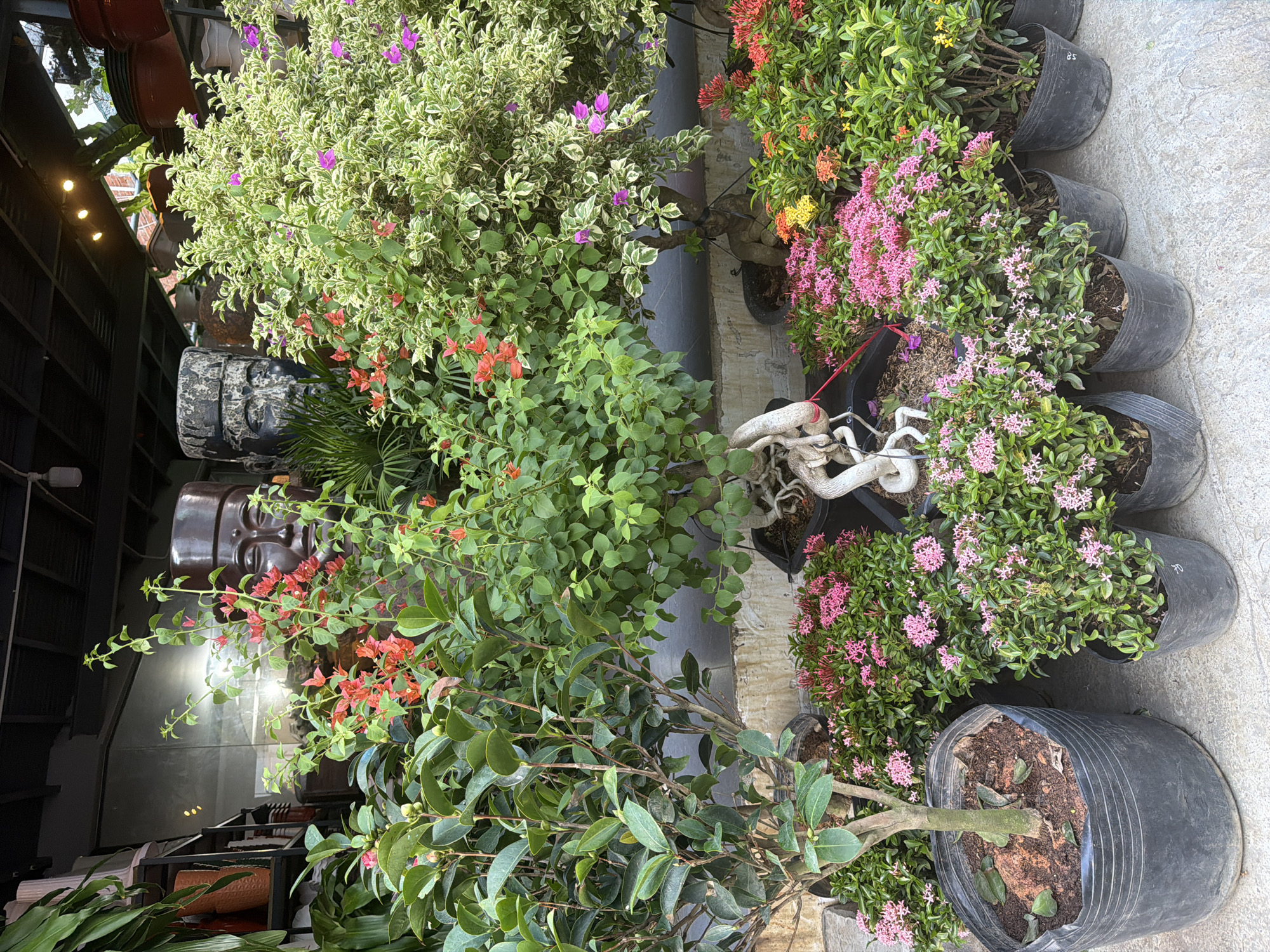 A nursery in Bac Nha Trang Ward, Vietnam, displays a variety of potted plants. In the foreground, several small shrubs with clusters of pink flowers are arranged in black plastic pots. To the left, a larger plant with dark green leaves stands in a wide, black plastic pot. Behind these, taller plants with red and variegated green and white leaves are visible. Two large, dark sculptures of human faces, one smooth and one textured, are placed behind the plants. In the background, shelves holding more potted plants and clay pots can be seen under a dark overhang with lighting fixtures. The ground is concrete.