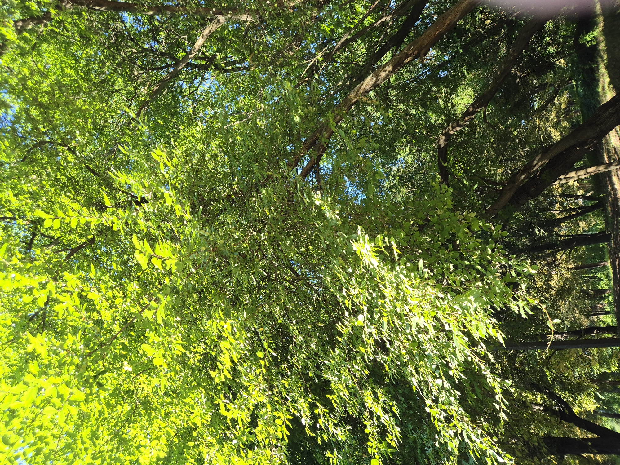The image shows a dense canopy of bright green leaves and tree branches viewed from below, looking upwards towards the sky. Sunlight filters through the foliage, creating dappled patterns of light and shadow on the leaves. The leaves are small and oblong, with some appearing to be backlit by the sun. Interspersed among the leaves are darker, thicker branches and trunks of the trees, some of which have rough bark. The sky visible through the leaves is a clear blue, suggesting fair weather. In the background, hints of more distant trees and possibly a field can be discerned, suggesting an outdoor, possibly rural setting. The overall impression is one of abundant foliage and a bright, sunny day. There is no text visible in the image, and no people or specific objects are clearly identifiable beyond the trees and natural elements. The orientation of the image is vertical, with the bottom of the frame showing the canopy closest to the viewer and the top showing the sky. Given the location context of Sozonivka, Ukraine, this scene likely depicts a park, forest, or agricultural area during the daytime.