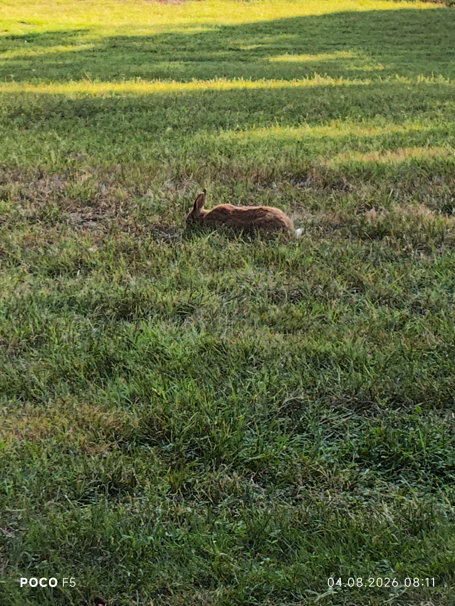 A brown rabbit is seen in the grass in a park in Collecchio, Italy. The rabbit is facing away from the camera and its ears are visible. The grass is green and there are shadows on the grass from trees. The date and time stamp on the image indicate it was taken on August 4, 2026, at 8:11 AM. The camera used was a POCO F5.