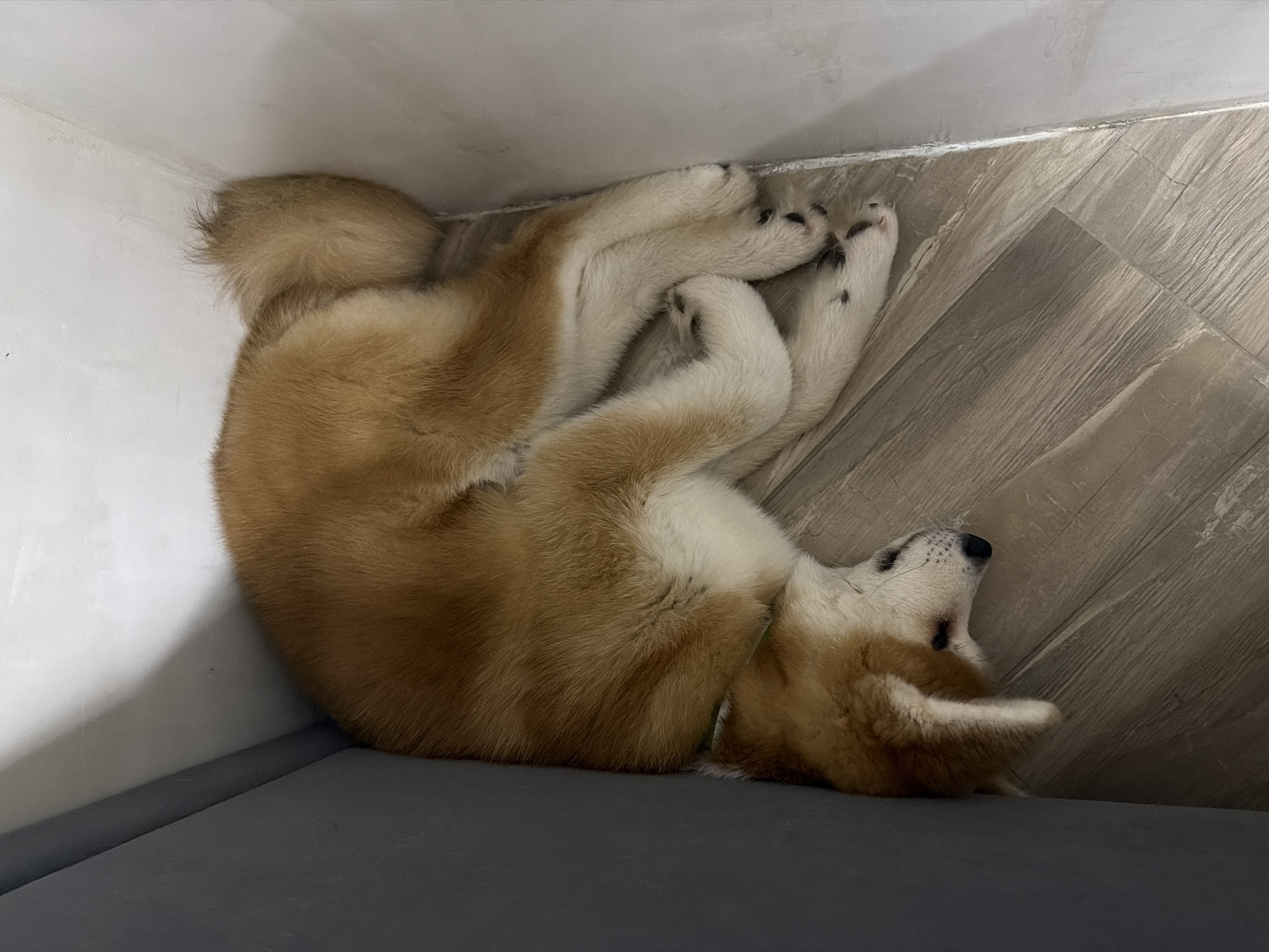 The scene depicts a tan and white Akita puppy lying on its side in a corner. The corner is formed by a gray surface (possibly a cushion or a bench) on the bottom, a white wall on the left, and gray wood-look planks of flooring on the right. The puppy is curled up, with its paws near the top right corner of the frame and its head towards the bottom right. The image was taken in Chaikovsky, Russia.