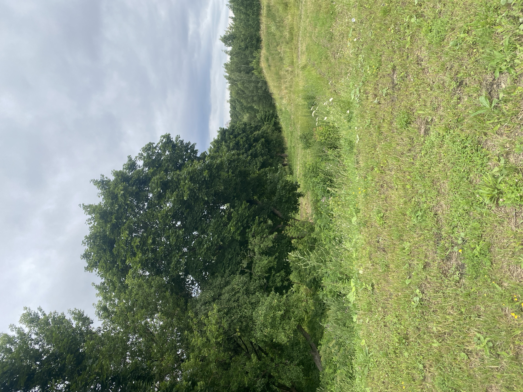 The image shows a natural landscape on a cloudy day, likely in a park or undeveloped area. In the foreground, there is a grassy slope covered with various types of green vegetation and some small yellow flowers. A dirt path is visible winding up the slope. To the left, a dense line of mature trees with full green canopies forms a boundary. In the background, a further expanse of trees stretches towards the horizon under a sky filled with overcast, gray clouds. The scene appears tranquil and undisturbed, suggesting it is an outdoor natural setting. There are no people or animals visible in the image. The provided context of Minsk, Belarus, suggests this could be a park or a natural reserve within or on the outskirts of the city.