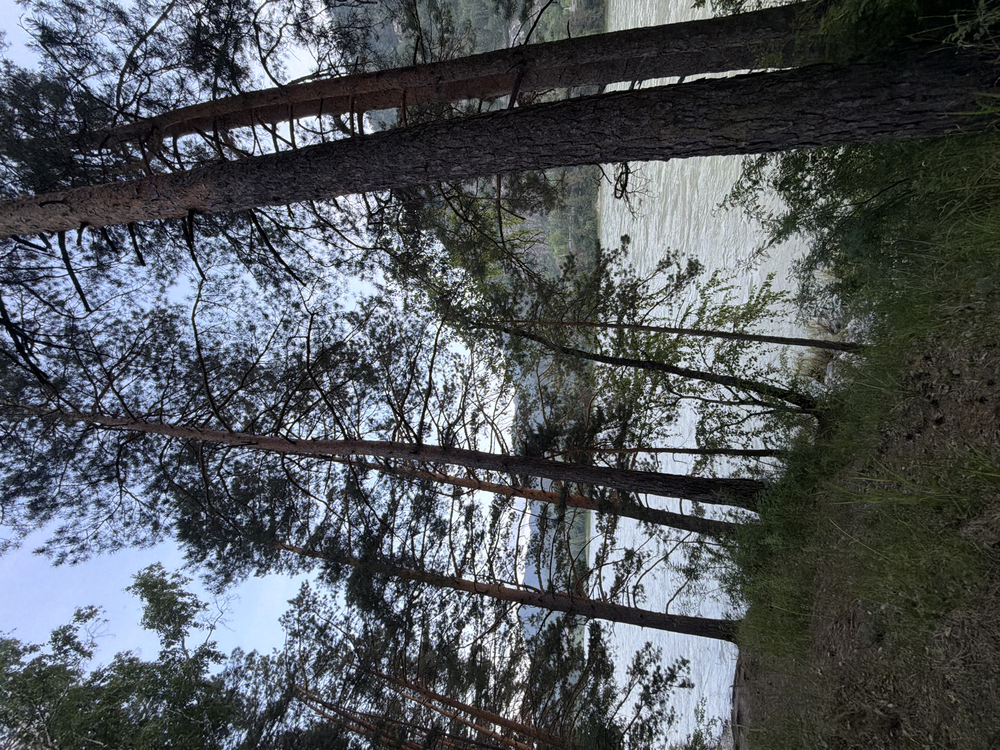 This image captures a serene natural landscape, likely near the city of Uznezya, Russia. The foreground is dominated by tall pine trees with rough bark, their branches reaching towards a pale, overcast sky. The trees are positioned on a grassy incline, with dry pine needles scattered on the ground.
Beyond the trees, a wide, fast-flowing river occupies the midground. The water appears to be a milky, light gray color, reflecting the muted sky. The opposite bank of the river is visible, characterized by a gentle slope covered in greenery and further back, forested hills that fade into the distance. The overall atmosphere is tranquil and untouched by human activity. There are no people or man-made structures immediately visible in the scene.