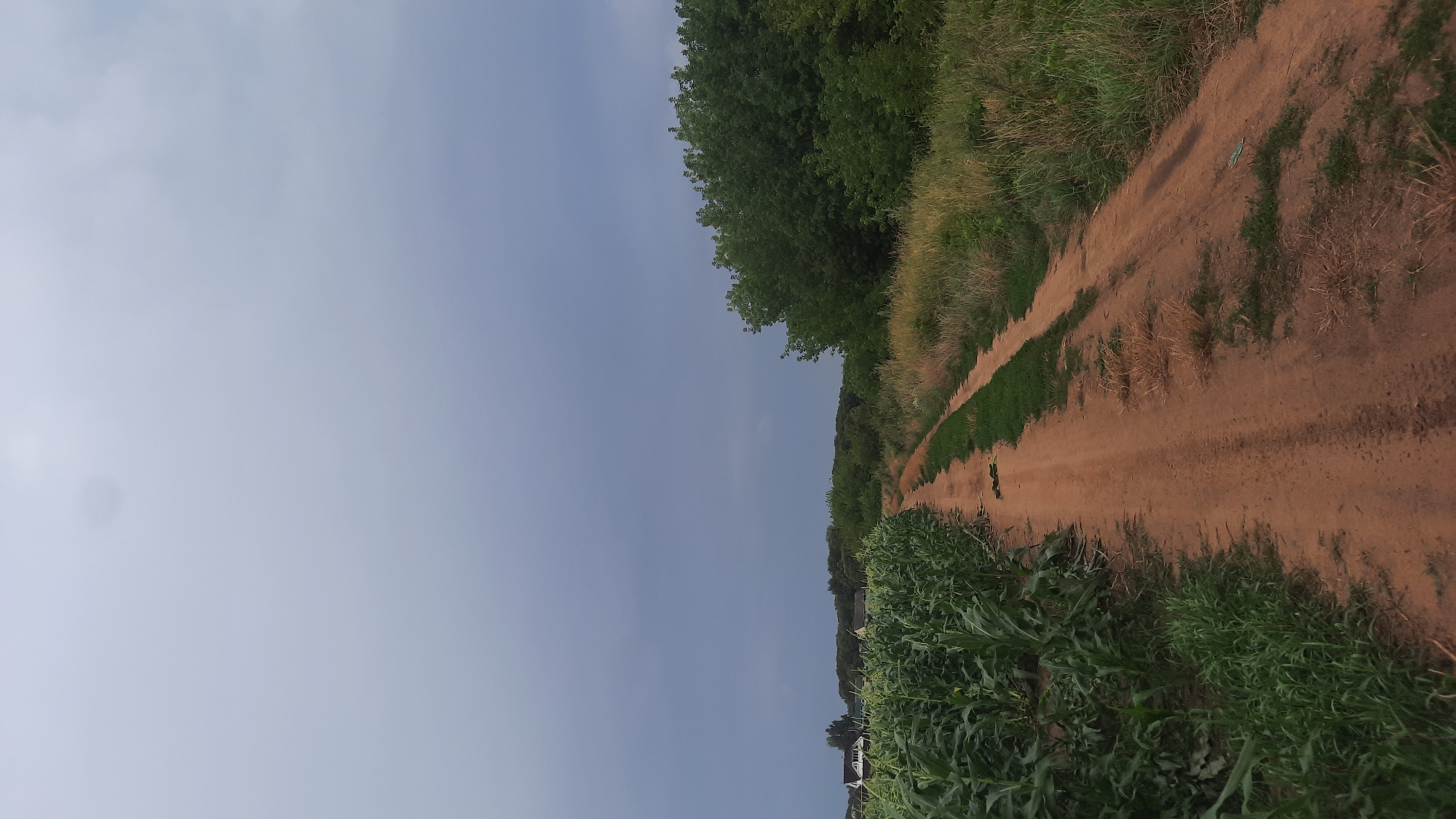 An unpaved dirt road with tire tracks winds through a rural landscape. On the left, a field of tall green corn plants runs parallel to the road, with a few houses visible in the distance beyond the field. On the right, the road is bordered by dry grass and a dense line of green trees. The sky above is overcast with a dark, grayish-blue hue, suggesting the possibility of rain. The scene appears to be a natural, undeveloped area on the outskirts of the city of Shklov, Belarus. There are no people or animals visible in the image, and no actions are taking place.