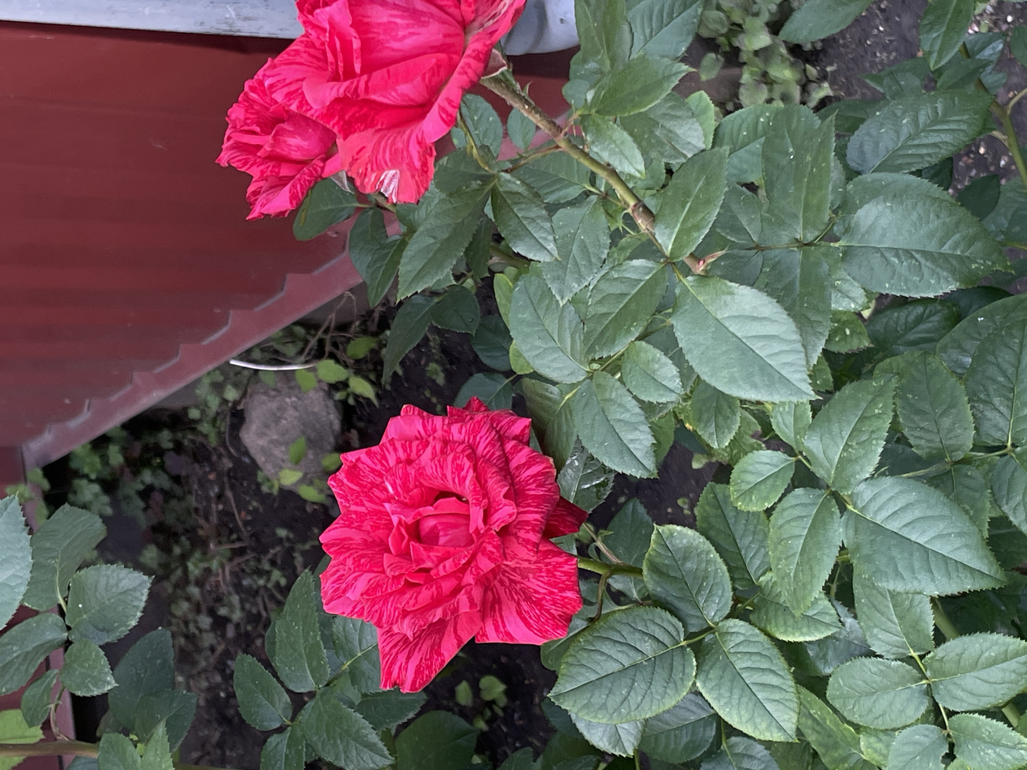 A close-up shot captures two vibrant pink and red striped roses blooming amongst lush green foliage. The roses, one in the foreground and another slightly out of focus in the upper left, exhibit ruffled petals with striking crimson streaks. Their stems are thick and thorny, characteristic of rose bushes. The leaves are a deep, rich green, some showing a subtle dusty texture. In the background, a dark soil bed is visible, interspersed with other small plants and a large grey stone. To the left, a portion of a red structure, possibly a fence or a wall, with a corrugated texture and a pale grey top edge, provides a contrasting backdrop. The lighting suggests it is daytime, with natural light illuminating the scene, possibly late morning or afternoon, highlighting the textures and colors of the flora. The setting appears to be an outdoor garden or yard in Moscow, Russia, with the overall impression being one of natural beauty and vibrant life. No visible text is present in the image.