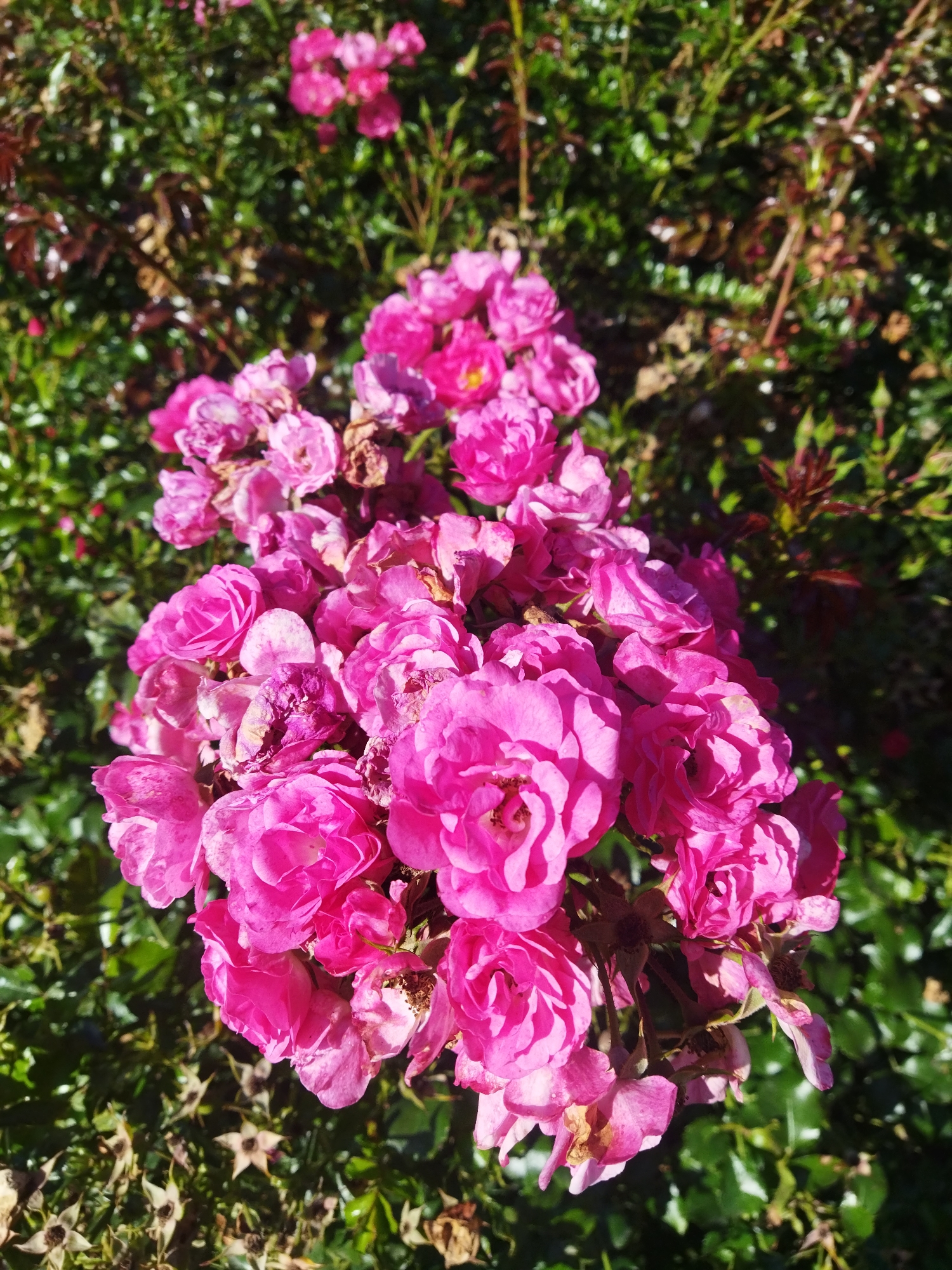 A close-up, low-angle, full-frame shot shows a cluster of bright pink roses in bloom. The roses are the primary subject, with some in sharper focus than others. The blooms vary in their openness, with some fully unfurled and others still budding. The background consists of out-of-focus green foliage and hints of dried rose hips, suggesting a garden setting. The lighting indicates it is daytime, with shadows cast by the sun, creating some highlights and darker areas on the petals. The image was likely taken in Szczecin, Poland, given the context. No people or specific actions are depicted.