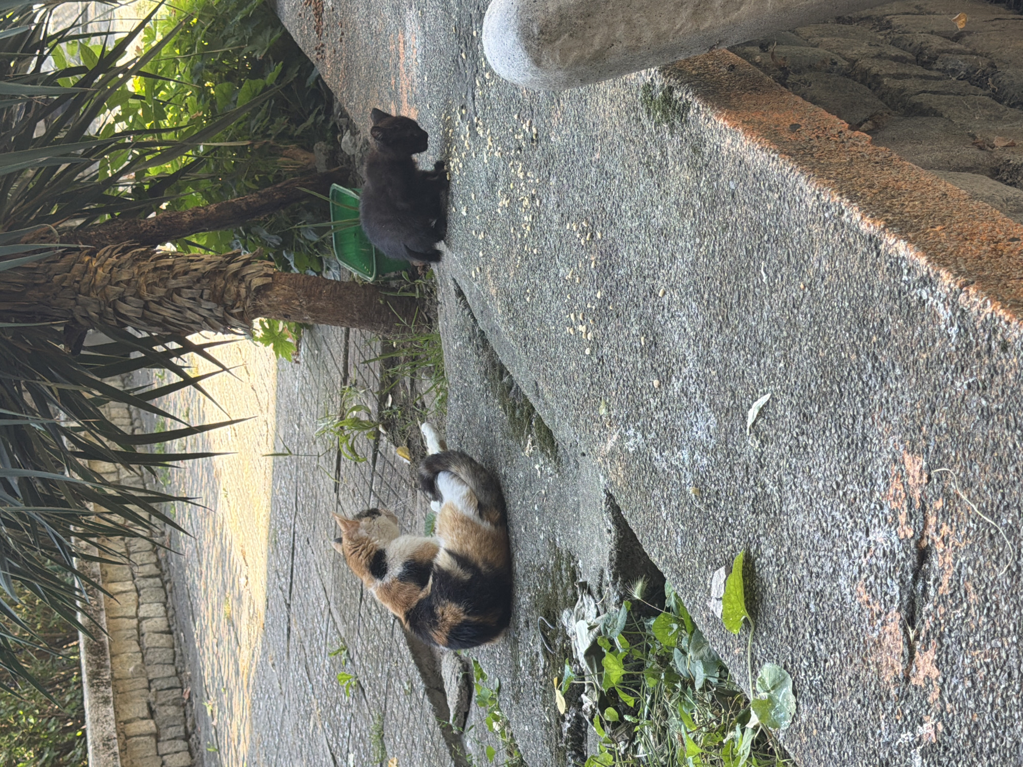 The image depicts an outdoor scene with two cats on a paved surface. In the left foreground, a calico cat is curled up, facing away from the viewer. To the right, a black cat is crouched down, appearing to eat from a scattered pile of kibble on the pavement. Behind the black cat, a green plastic container is partially visible, near the base of a palm tree. The environment appears to be a park or courtyard, with stone walls and lush vegetation in the background. The lighting suggests it is daytime, with sunlight casting shadows. The location is identified as Pazardzhik, Bulgaria.