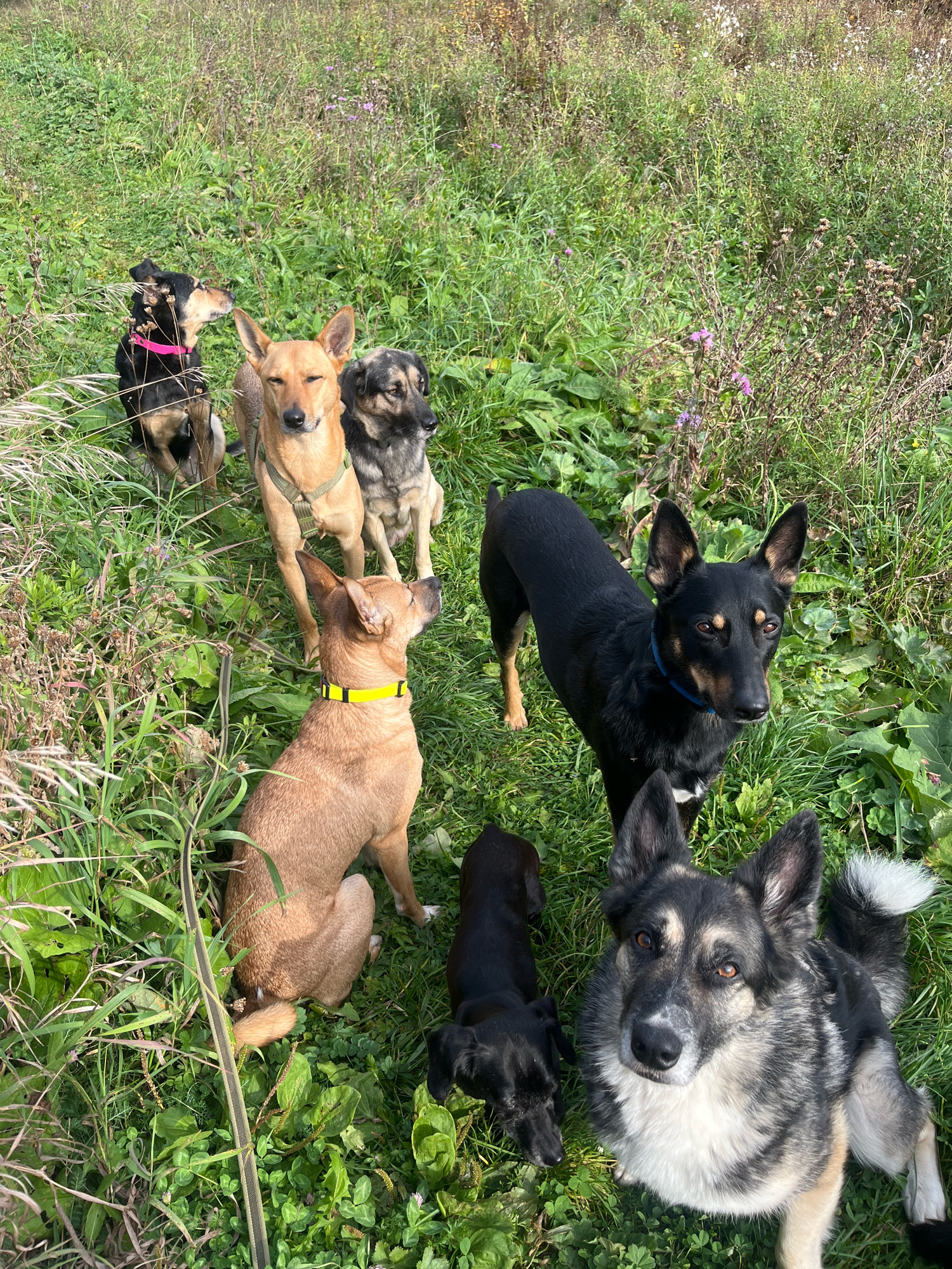 A group of seven dogs of various breeds and sizes are standing and sitting in a grassy, overgrown field under a clear sky. The dogs are positioned at different distances from the camera, with the closest dog being a large, grey and tan German Shepherd mix in the foreground looking directly at the camera. Behind and to the left of this dog are several other dogs. In the mid-ground, a slender black dog with tan markings stands alert, and to its right, a tan dog with a yellow collar looks upwards. Further back and to the left, a smaller black dog with tan markings is partially visible, and behind it, a larger tan dog with a green harness stands with its head turned. The background is filled with tall grass and some scattered purple wildflowers. The scene appears to be in an uncultivated area, possibly a park or rural outskirts, with no visible human presence. The environment is natural and somewhat wild, with a focus on the canine subjects. The location of Nizhny Tagil, Russia, is not visually represented in the image.