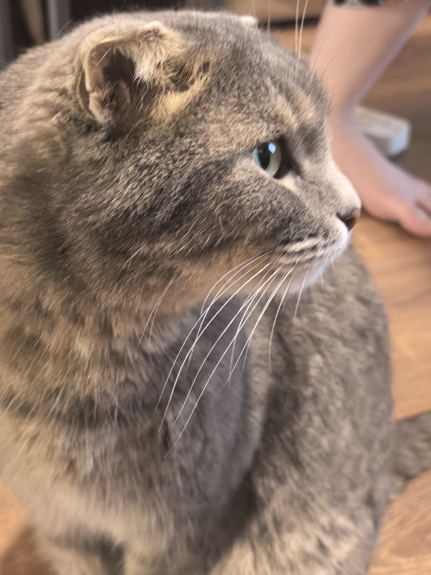 The media file shows a close-up, profile view of a domestic cat. The cat is predominantly gray with some lighter brown or tan markings, particularly around its ears. Its fur appears thick and soft. The cat has striking light green eyes, which are looking off to the right of the frame. Its whiskers are long and white. The cat's ears are slightly folded or creased.
In the background, out of focus, a person's legs and feet are visible. The person is wearing patterned clothing on their lower legs and their bare feet are on a wooden floor. The floor appears to be made of polished wood planks. The lighting suggests an indoor setting, likely during the daytime, as there are no strong artificial light sources visible. The overall mood of the image is calm and relaxed, focusing on the cat's gentle gaze. There is no visible text in the media file.