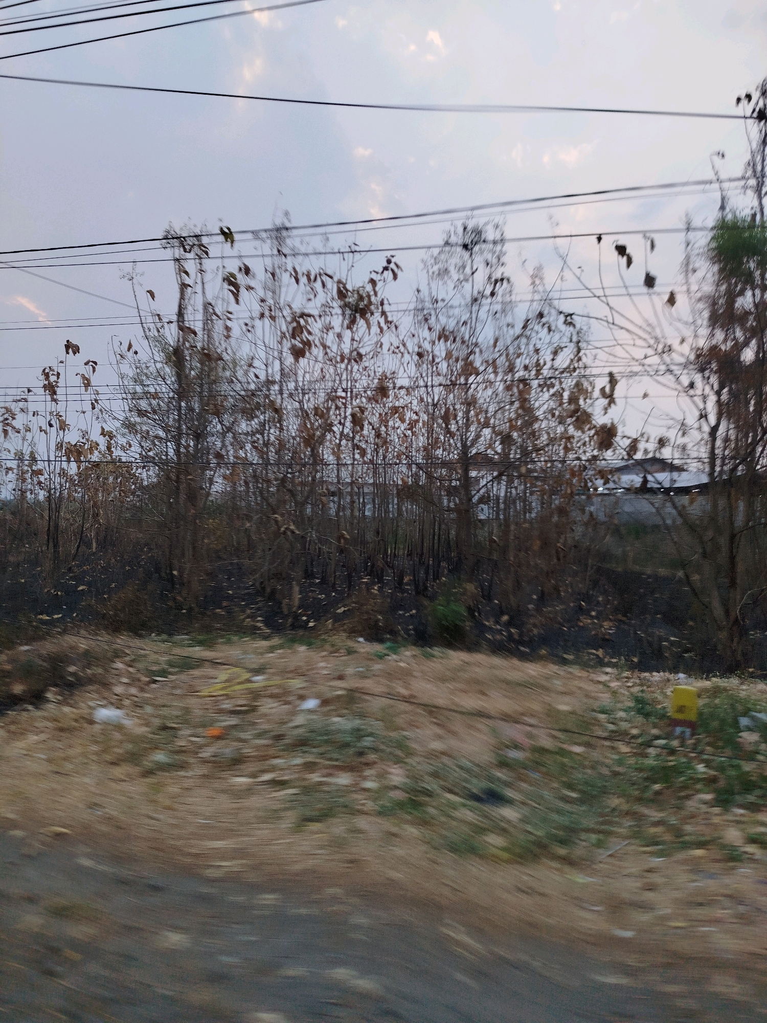 The image depicts a dry, barren landscape with numerous trees that have lost their leaves. The ground is covered in dry grass and what appears to be scorched earth, suggesting a recent fire or an arid season. Several power lines are visible stretching across the frame, supported by poles that are mostly out of view. In the background, there are some structures that appear to be buildings, partially obscured by the trees. A yellow pole with some red markings is visible on the right side of the image, near the foreground. The overall impression is one of neglect or a difficult environmental condition, possibly exacerbated by drought or fire. The scene appears to be in a rural or semi-urban area, given the presence of power lines and the surrounding vegetation.