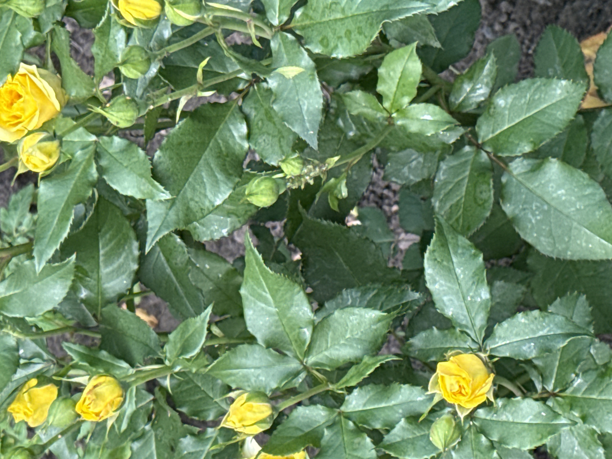 A medium shot captures a cluster of yellow roses in bloom, interspersed with green leaves and unopened buds. The roses, ranging from fully open to partially closed, display a vibrant yellow hue. Numerous dark green leaves form a dense backdrop, with some showing slight water droplets. Several green rosebuds, varying in size and stage of development, are also visible. The background is a blurry mix of dark soil and hints of other foliage. The image is taken from a slightly overhead perspective, focusing on the flora. The location is identified as Unknown, Unknown.