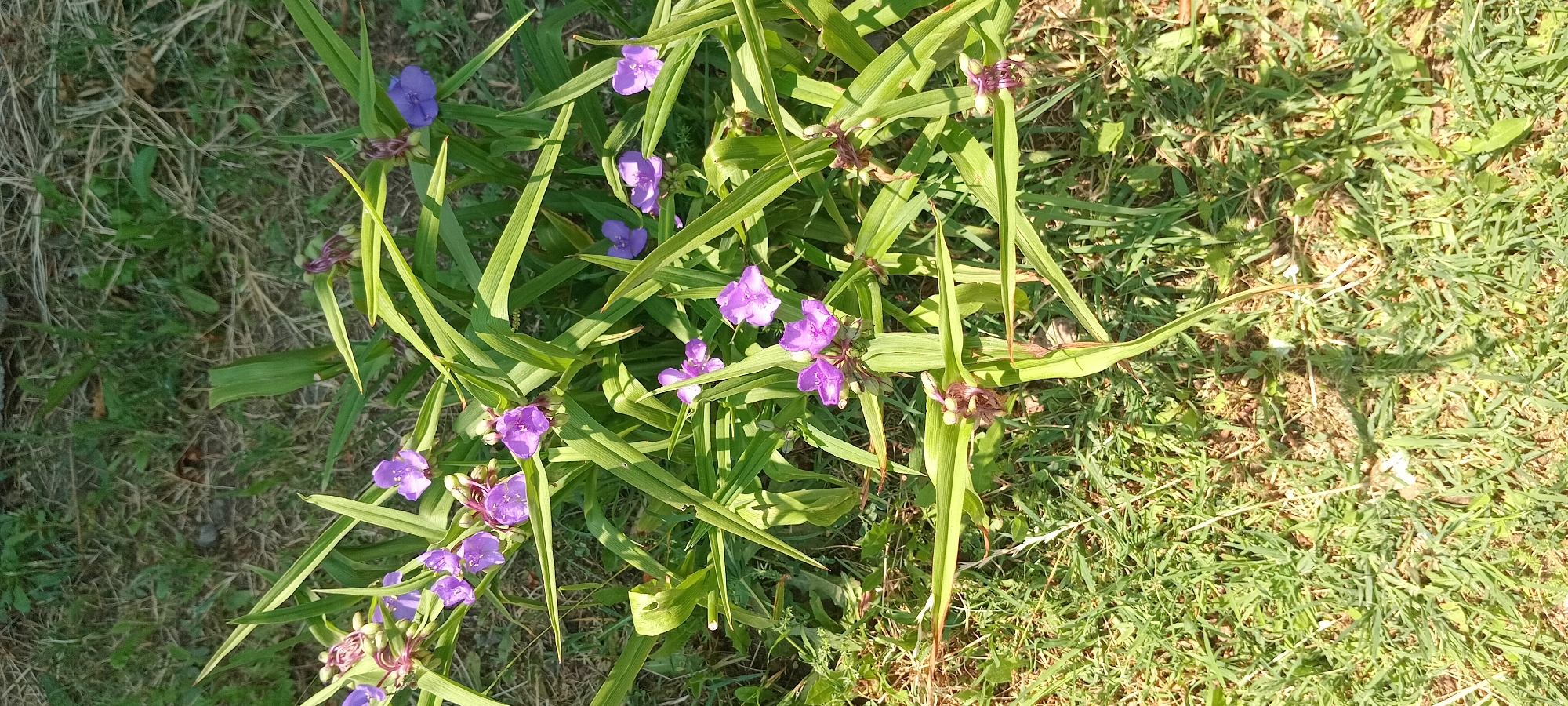 A close-up, overhead view of several purple spiderwort flowers blooming amongst long, green, grass-like leaves on a sunny day. The flowers have three delicate purple petals and a yellow stamen in the center. The leaves are long and slender, some with lighter green or yellow stripes. The background consists of dry, brown grass and patches of green grass. The scene is outdoors, likely in a garden or natural area. There are no people or animals visible.