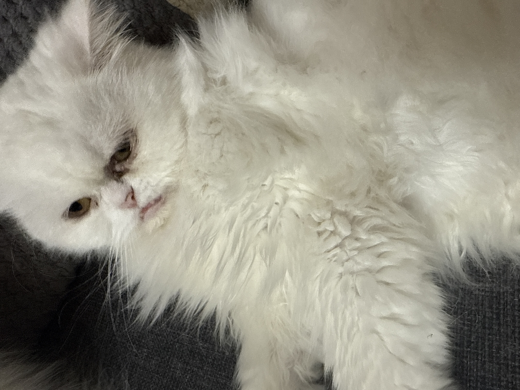 A close-up, slightly angled photograph shows a white, long-haired Persian cat lying on a gray, textured surface. The cat's head is positioned towards the left side of the frame. It has amber-colored eyes, a pink nose, and visible whiskers. Some discoloration is visible around its eyes. The cat appears to be relaxed or sleeping. The background provides contrast to the cat's white fur. There is no evidence to suggest this image was taken in Burgas, Bulgaria.