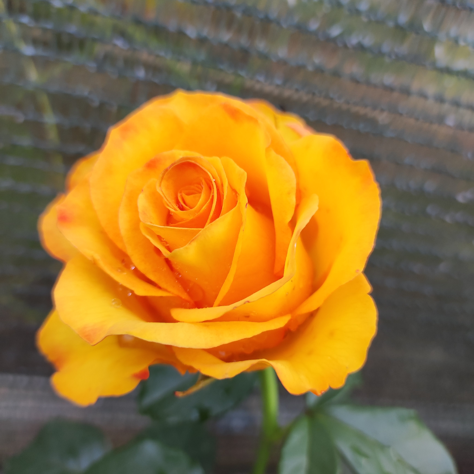 A close-up, eye-level, full-shot photograph captures a single, vibrant orange rose in bloom. The rose is centrally positioned, with its layered petals unfurling to reveal a tightly spiraled center. Small water droplets are visible on some of the petals, suggesting recent rain or dew. The rose stem and a few green leaves are visible at the bottom of the frame. In the background, a dark, textured surface, possibly a fence or netting, is out of focus, creating a soft bokeh effect. There are no people or animals present in the image. The lighting suggests it is daytime, with soft light illuminating the rose. The image does not contain any information about its location in Navoloki, Russia.
