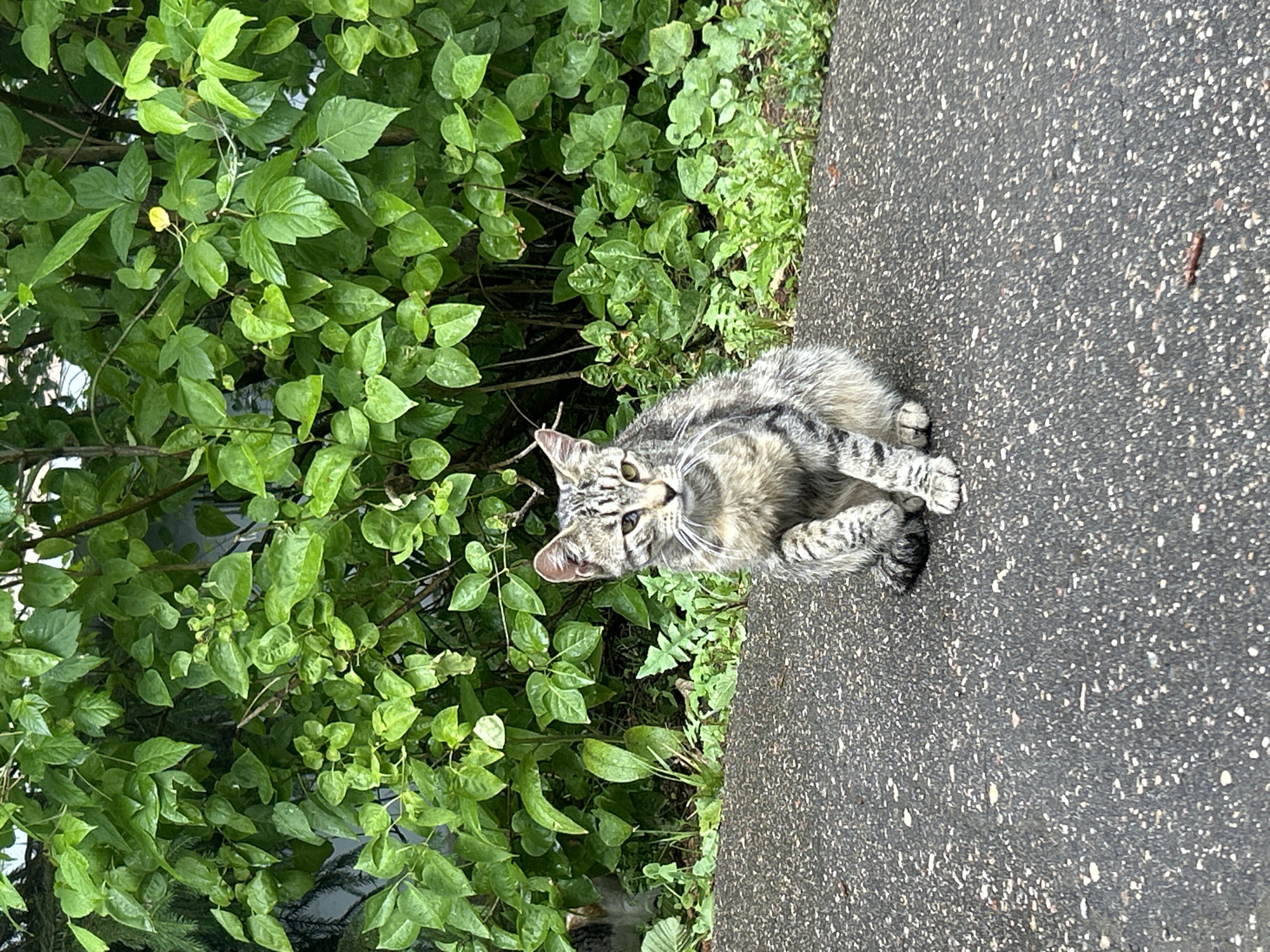 A gray tabby cat with white whiskers and green eyes sits on a wet asphalt surface. Its body is covered in stripes, and its front left paw is raised. Behind the cat is a dense green shrubbery with vibrant leaves. In the background, to the left of the main cat, another cat, mostly out of frame, is partially visible. The scene appears to be outdoors in a somewhat overgrown area, possibly a garden or roadside in Ivanteyevka, Russia.