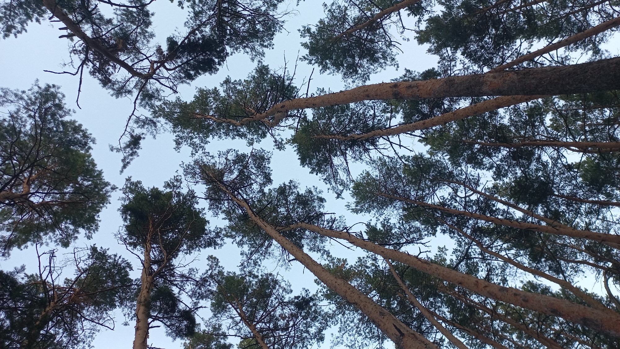 This image is an upward-looking shot of a canopy of tall pine trees against a clear, pale blue sky. The perspective is from below, looking up through the branches and needles of the trees. The trunks of the trees are thick and textured with rough bark, and they angle upwards and outwards, creating a dynamic, almost abstract pattern against the sky. The pine needles are a dark green, creating a dense, textured texture at the upper edges of the frame. The branches are long and thin, extending in various directions.
The scene appears to be in a forest or wooded area. The lighting suggests it is daytime, possibly late afternoon or early morning, given the soft, diffused light and the pale sky, which lacks the harshness of direct midday sun. There is no visible text. The overall mood is serene and natural, evoking a sense of being immersed in nature. No people or specific objects are visible, only the natural elements of trees and sky.