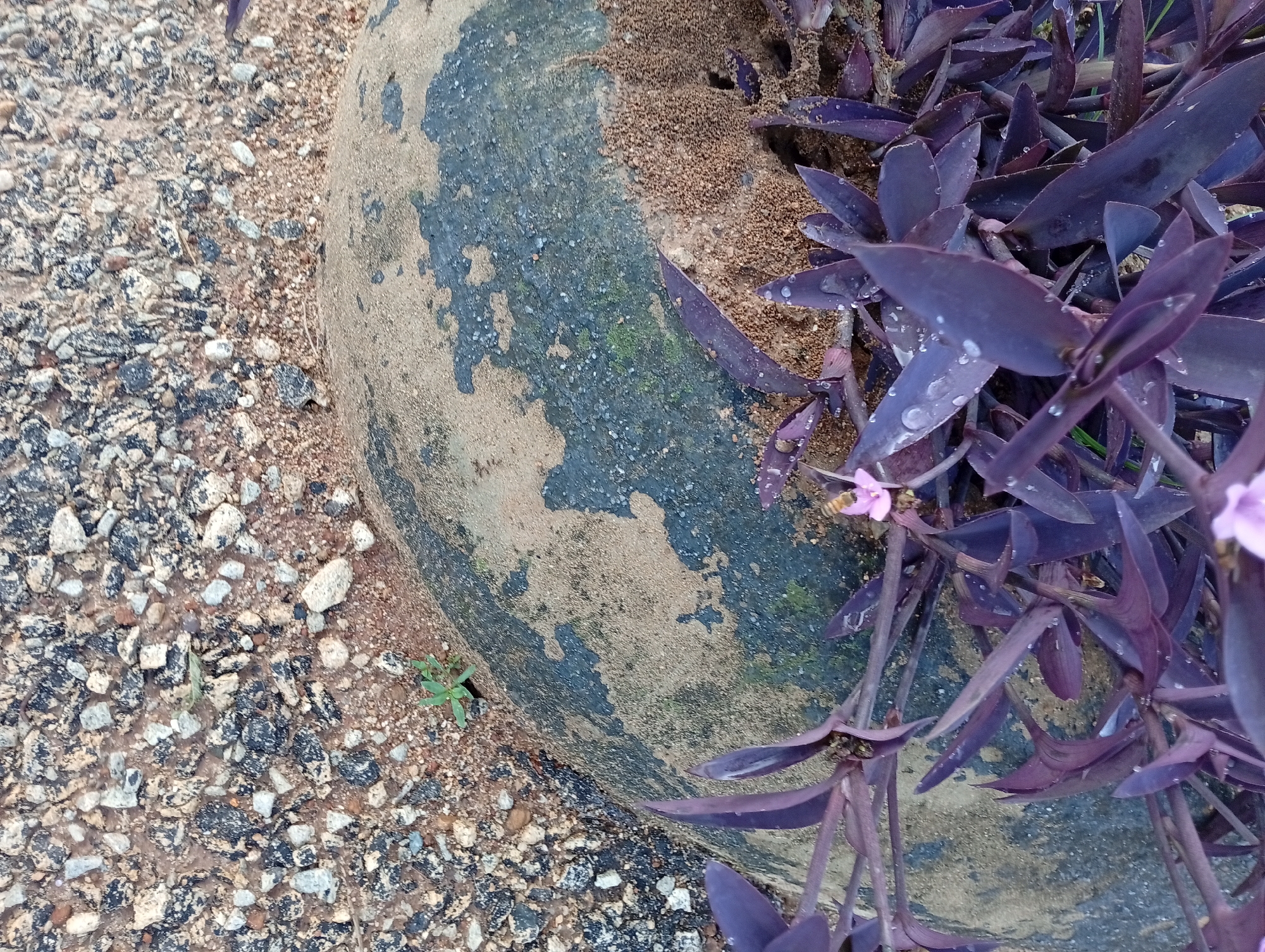 The image is a close-up view of a tire planter in Jos, Nigeria, with purple heart plants growing out of it. The tire is weathered and cracked, with patches of dirt and moss clinging to its surface. The purple heart plants are lush and vibrant, with deep purple leaves that are covered in dew. A bee is visible on one of the flowers, collecting nectar. The ground around the planter is covered in small stones and dirt, with a few weeds growing amongst them. The lighting suggests it is daytime, likely after a rain shower, given the dew on the plants. The scene appears to be outdoors, possibly in a garden or a public space.