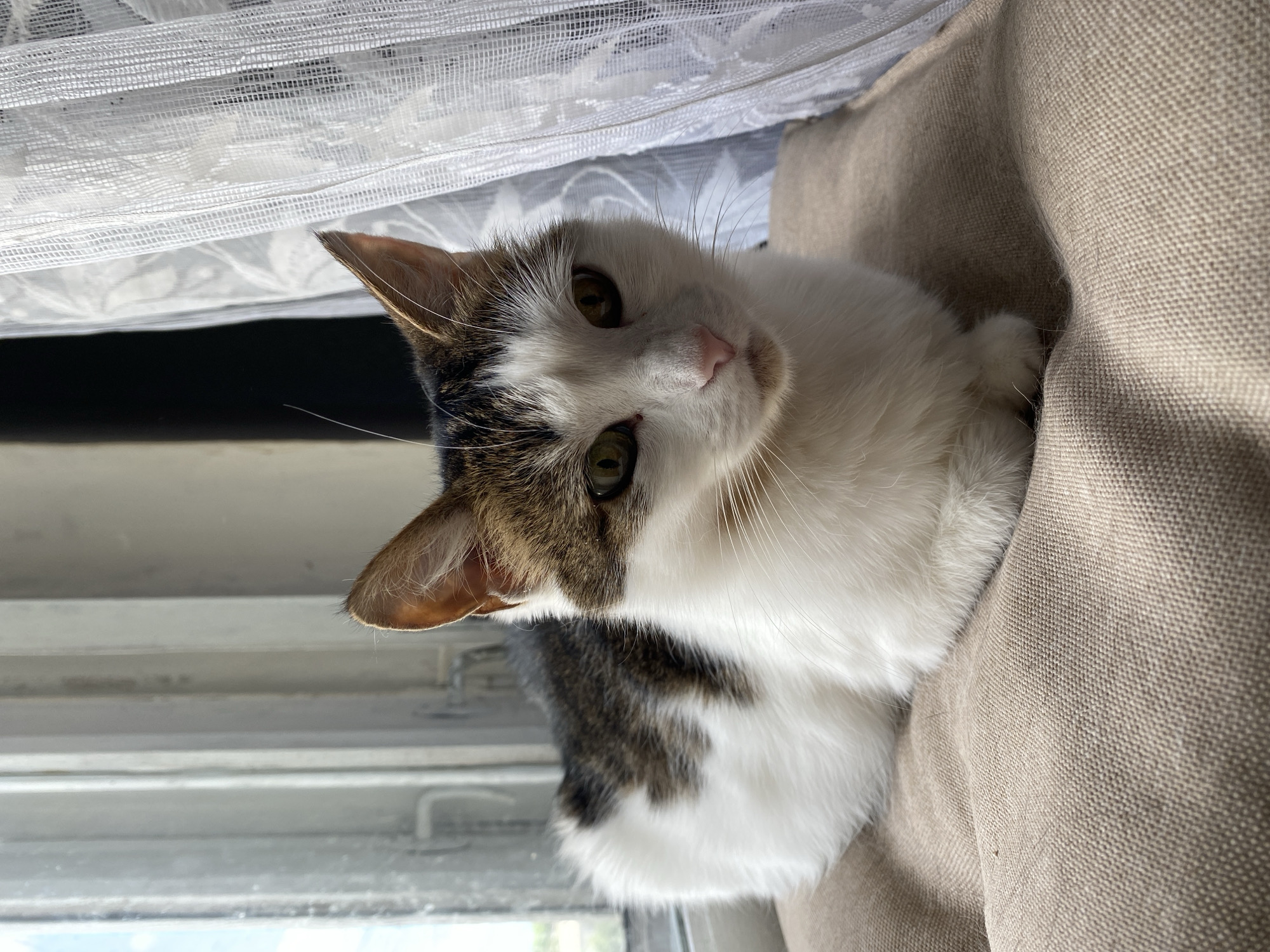 A medium shot of a brown and white cat is captured from a slightly low angle. The cat is lying down on a textured tan cushion, with its front paws tucked underneath its body. Its head is turned towards the right side of the frame, and its green eyes are looking forward. The cat's fur is predominantly white with patches of brown and black on its back and head. Sunlight streams in from the left, illuminating the cat and casting shadows. Behind the cat, a window is visible with vertical blinds, and a white lace curtain hangs on the right side of the frame. The background is out of focus, creating a shallow depth of field that emphasizes the cat. The setting appears to be indoors, possibly by a window in a residential area.