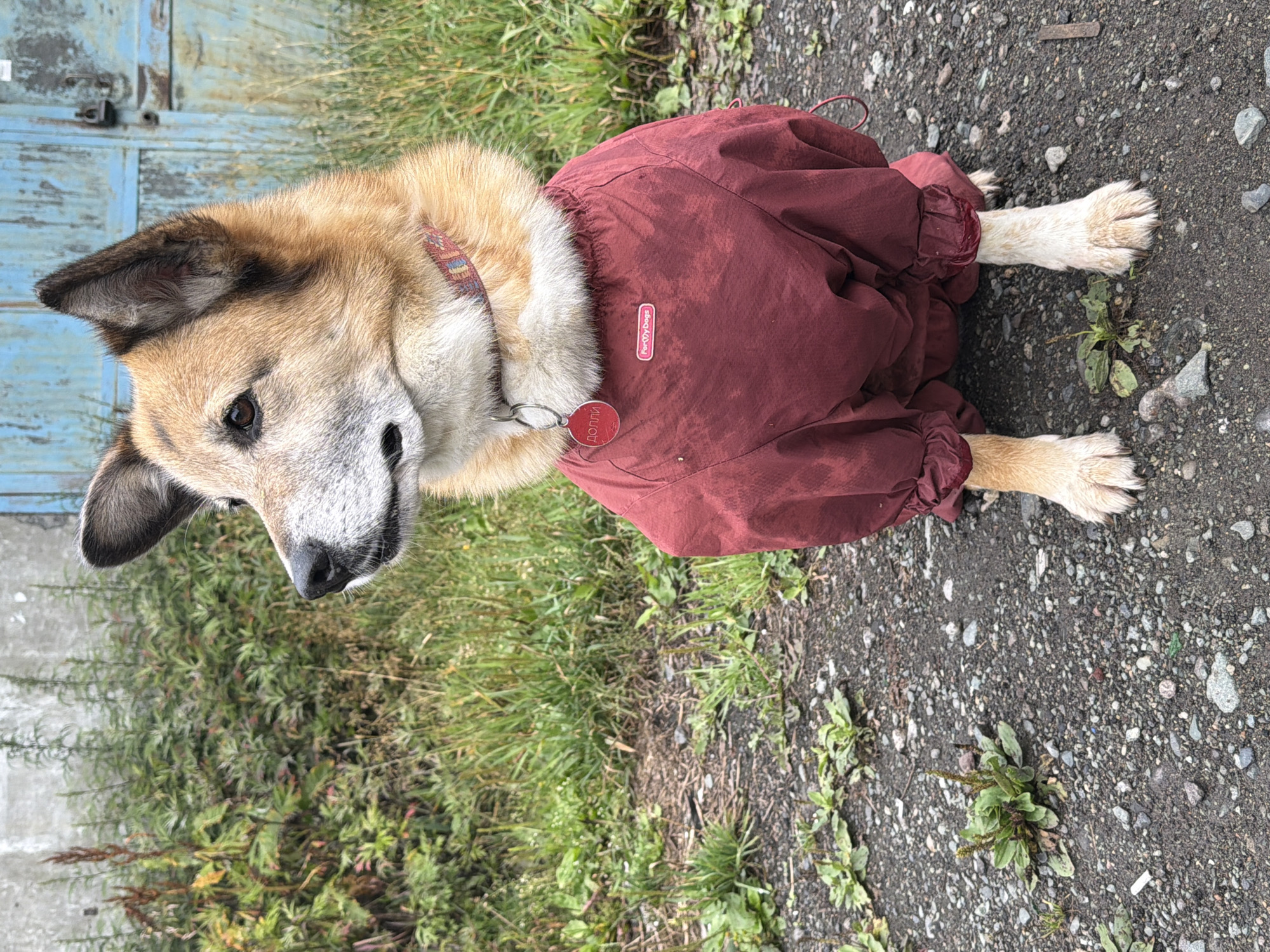 A medium-sized, light-brown dog with black markings and white fur around its muzzle is sitting on a gravel path. The dog is wearing a dark red dog suit with a reflective strip and a red tag on its collar. The dog is looking to the left. In the background, there is a dilapidated building with a blue door and overgrown green vegetation. The scene is likely in Petropavlovsk-Kamchatsky, Russia, as suggested by the dog's tag.