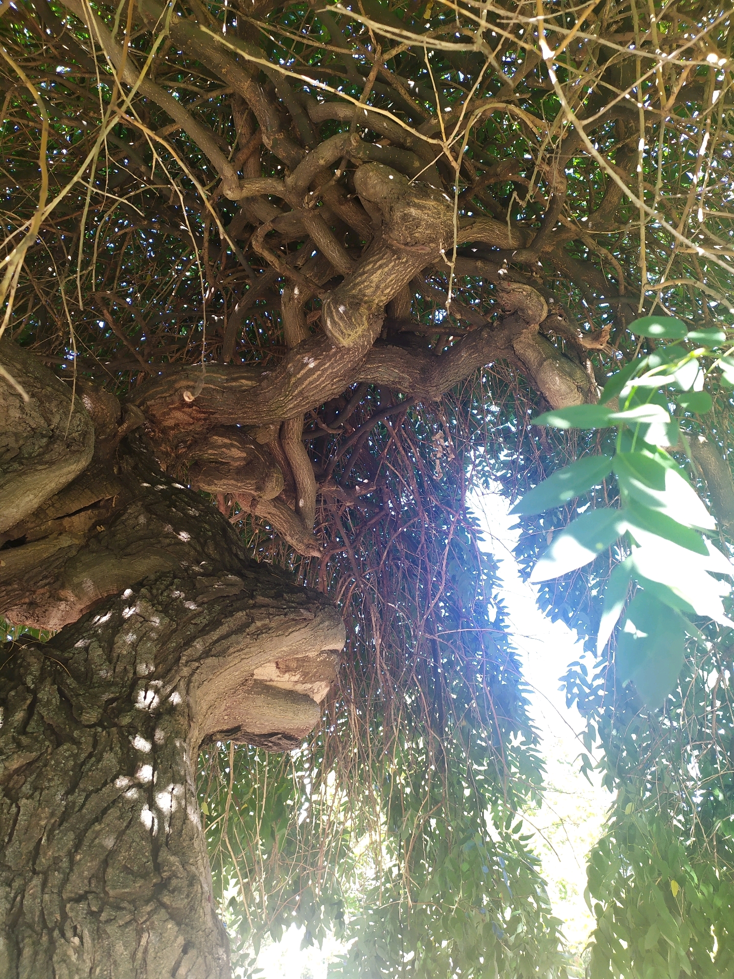 An extreme low-angle, upward view of a large, old tree with a thick, gnarled trunk and intricately twisted branches. The bark of the trunk is deeply furrowed and textured, with dappled sunlight casting shadows across its surface. Numerous thin, vine-like branches hang down from the canopy, creating a dense network. Some green leaves are visible, particularly on the right side of the frame, appearing slightly out of focus due to the shallow depth of field. The sky is visible through the dense foliage, appearing bright white and blown out, indicating a sunny day. The image does not contain any people or evidence of human activity beyond what is suggested by the presence of the tree, which is assumed to be in a park or garden setting within the city of Mykolaiv, Ukraine.