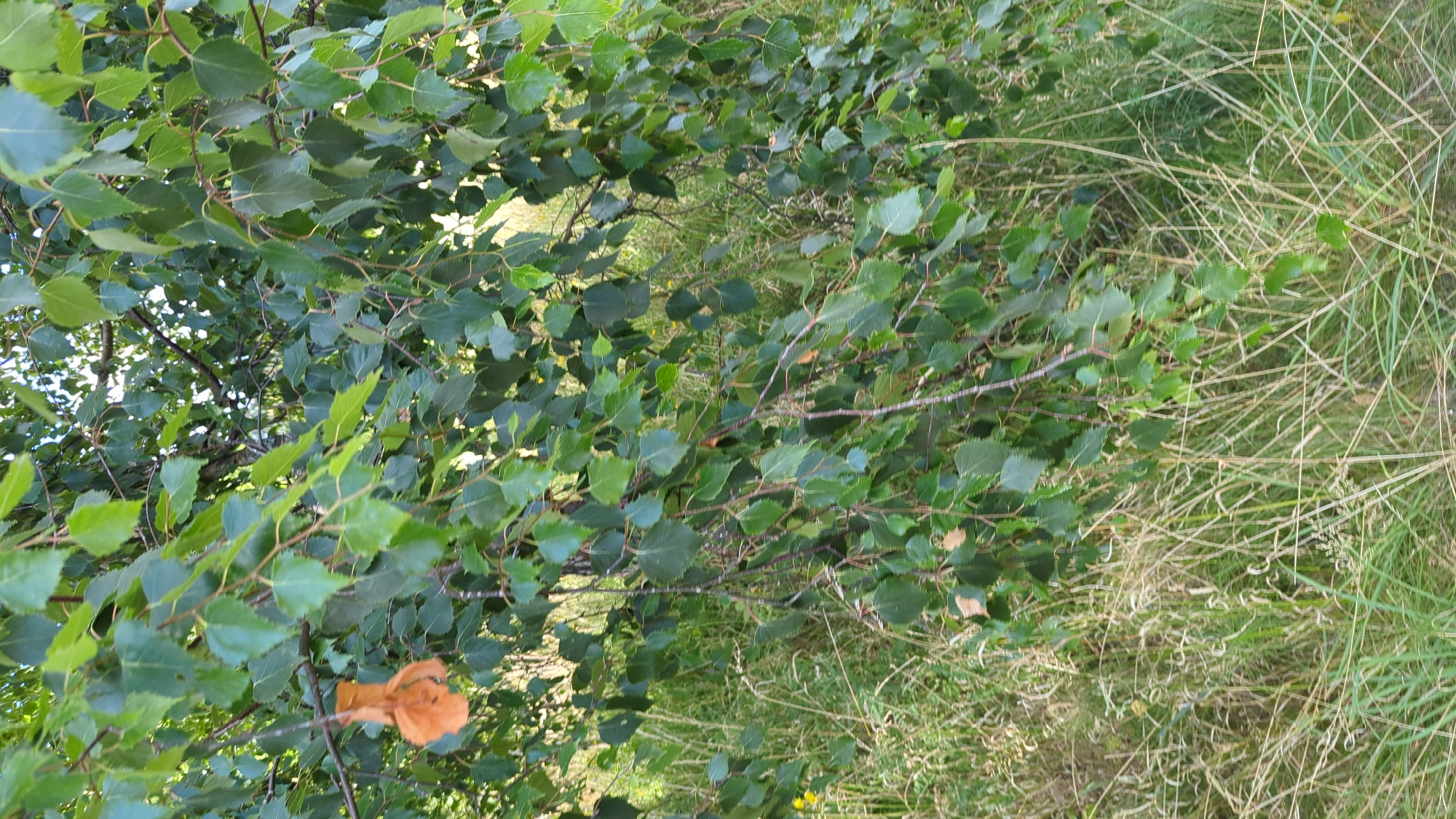 The image is a close-up shot of a birch tree's branches laden with green leaves. One distinct, shriveled, orange-brown leaf hangs down on a branch towards the left side of the frame. The branches are set against a background of tall, dry, and green grass. The scene appears to be outdoors, likely in a natural or semi-natural environment within Larkollen, Norway. No people or animals are visible. The lighting suggests it is daytime.