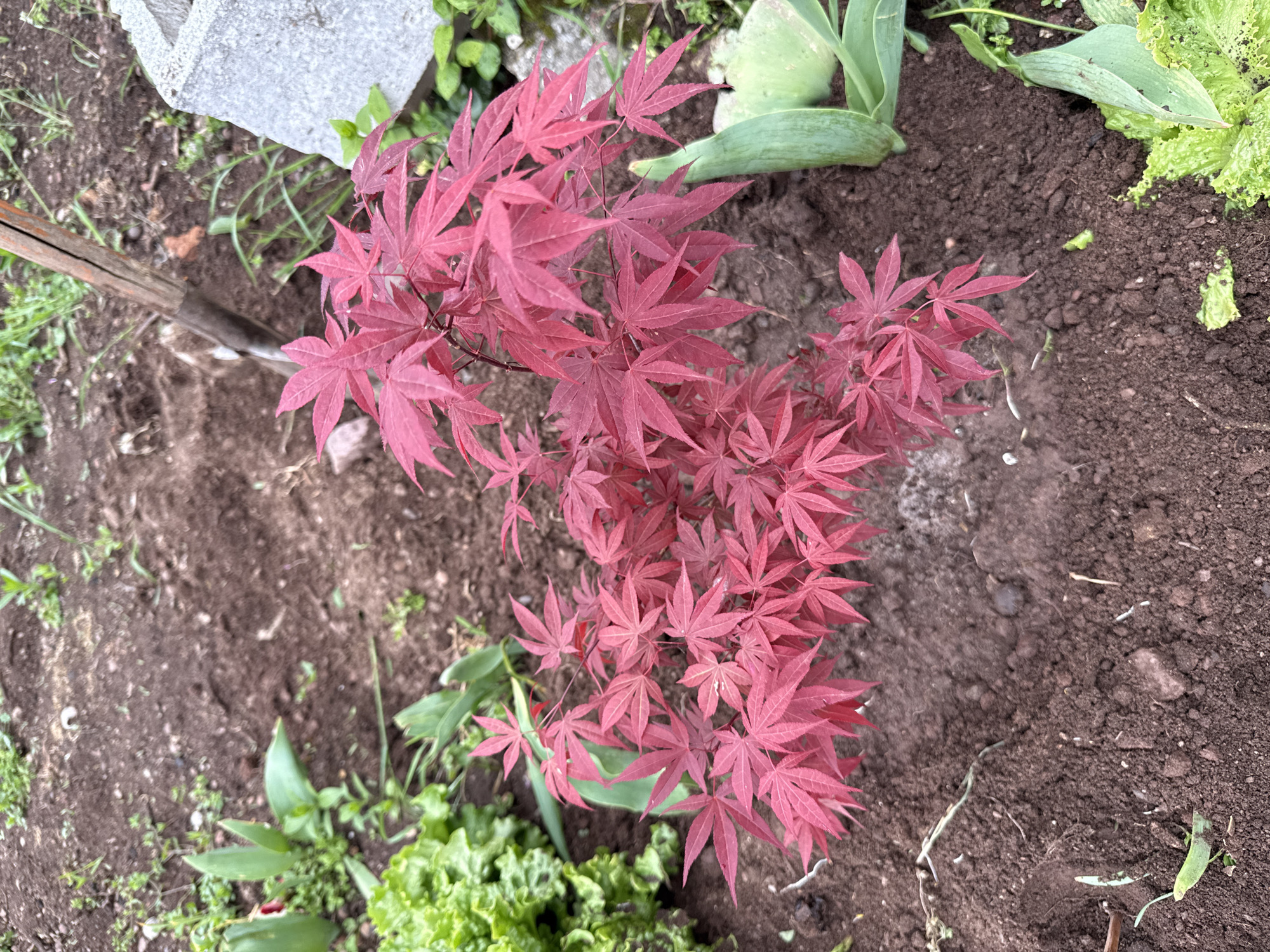 This is an overhead shot of a small garden or planting area. The central and most prominent subject is a vibrant Japanese maple tree, distinguished by its dense cluster of small, deep red, palmate leaves. The tree is planted in dark brown, tilled soil that covers most of the ground.
Surrounding the Japanese maple, various other green plants are visible. In the bottom left, and partially in the upper right, there are patches of bright green, ruffled leaves, likely lettuce or other leafy greens. Broader, smooth green leaves, possibly from tulips or similar plants, appear in the upper right and near the middle left, some showing slight imperfections. Scattered weeds and individual blades of grass are also interspersed throughout the soil.
In the upper left corner, a portion of a light gray, textured stone or concrete block is visible. A weathered wooden stake or handle extends into the frame from the left side, resting on the soil. The scene is illuminated by natural daylight, indicating it is daytime. No specific activity is taking place, and no text is visible in the image. The location is a garden in Boboshevo, Bulgaria.