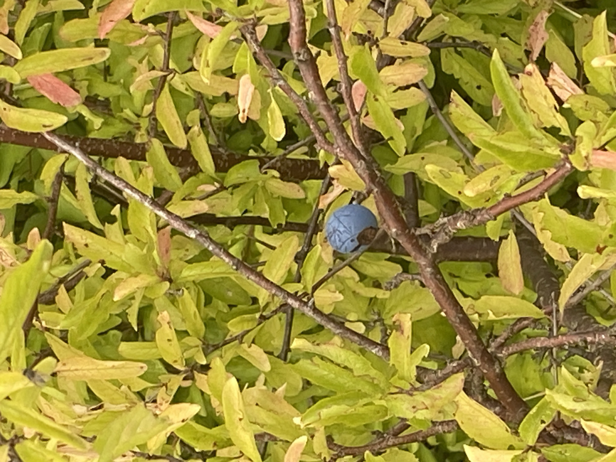 A single, blue plum rests on a brown branch of a tree. The plum is round and appears to be ripe. The tree has green and yellow leaves, suggesting it is either autumn or the tree is experiencing some stress. The branches are brown and gnarled. The image is taken outdoors in natural lighting. There is no information available to specify the exact location within Schwarme, Germany.