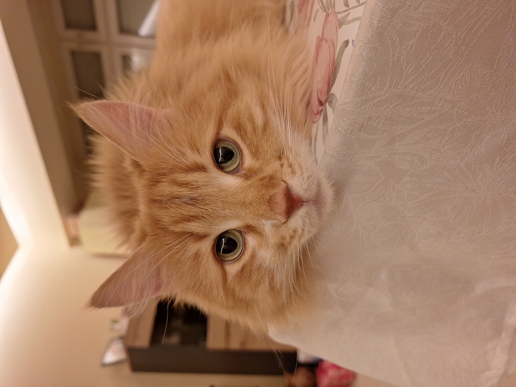 An orange tabby cat with green eyes is positioned with its head upside down, resting on a white tablecloth with a floral print. The cat's face is prominent and in focus. In the background, out of focus, is a piece of furniture, possibly a cabinet or sideboard. The lighting is warm and appears to be artificial. Based on the request, the location is Varna, Bulgaria, although there are no explicit visual cues in the image to confirm this.