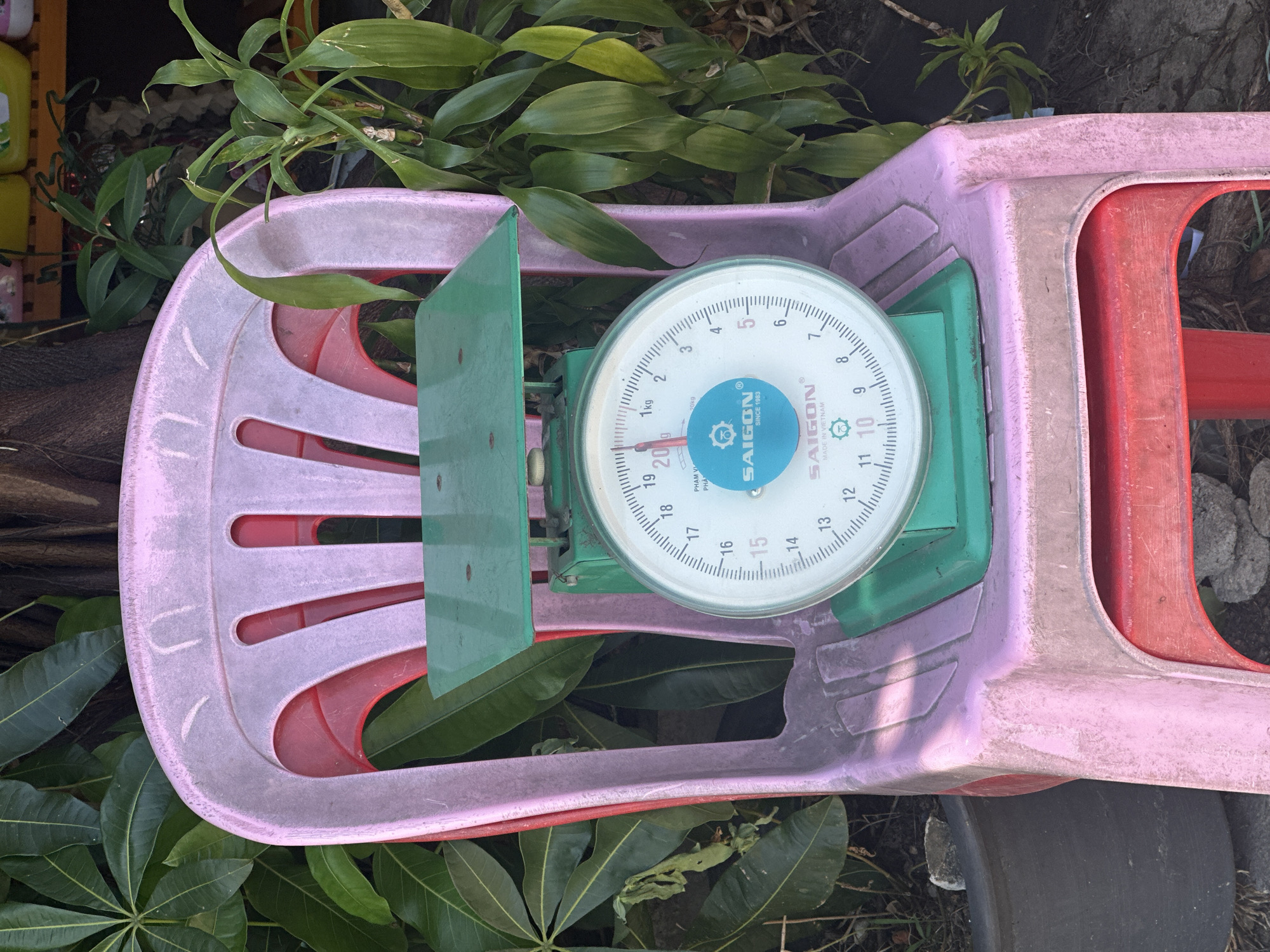 A vintage Saigon brand mechanical scale sits on a pink and red plastic stool, positioned in front of lush green foliage. The scale's circular dial displays weight measurements in kilograms, with a red indicator needle pointing to approximately 200 grams. The scale's platform and base are green. The stool is placed outdoors, with a dark gray pot to the left and other greenery and tree trunks visible in the background. This scene is typical of an outdoor market or shop setting in Kampot, Cambodia, where such scales are commonly used for weighing produce and other goods.