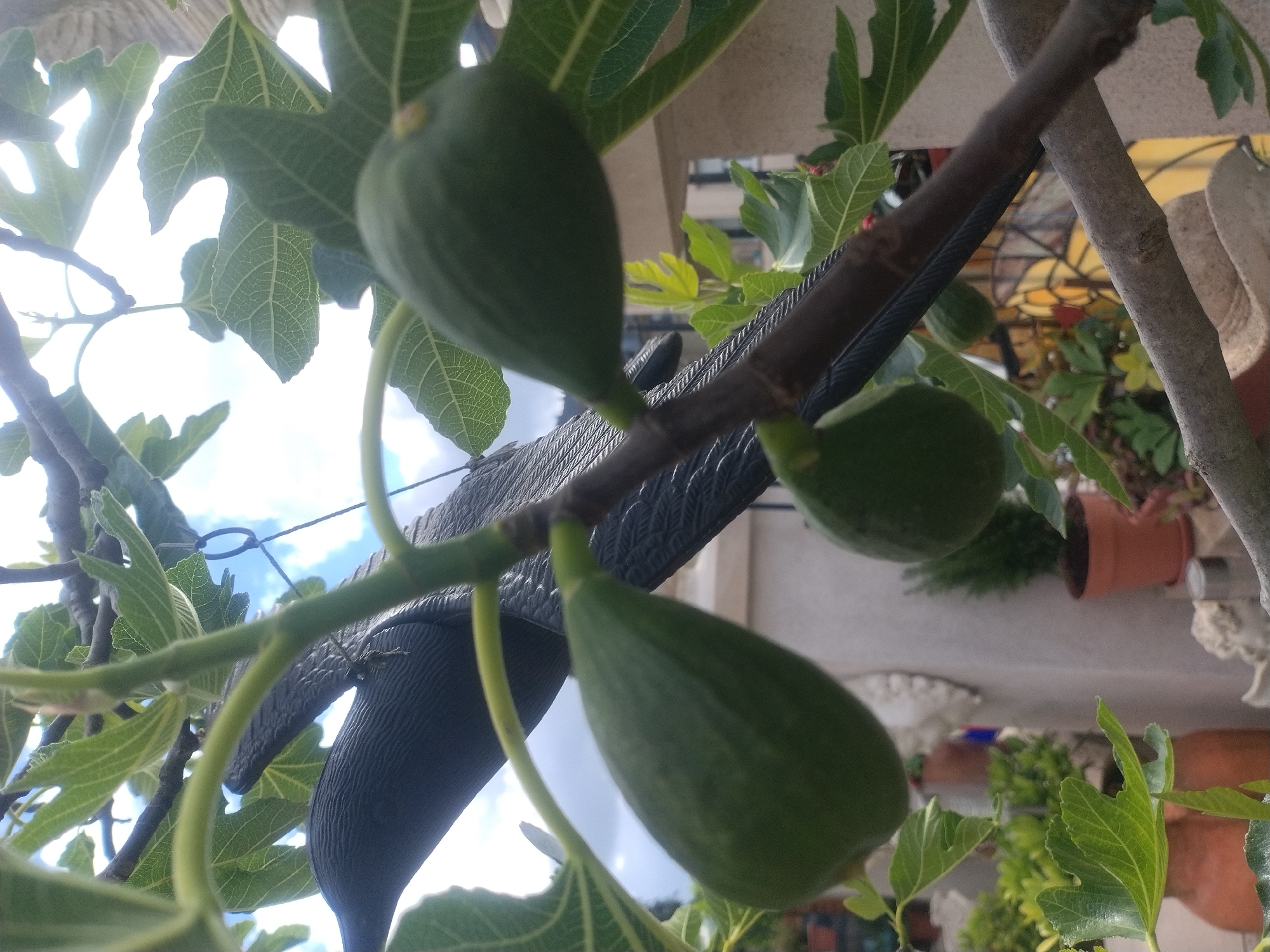 The image shows a fig tree branch with three green figs hanging from it. The leaves of the fig tree are large and lobed. In the background, there's a metal structure that appears to be part of an outdoor setting, possibly a balcony or terrace. Potted plants can be seen on the balcony behind the fig tree. Based on the architectural details, plants, and lack of dense urban features, it is not possible to discern the exact location within the city of Luxembourg, Luxembourg, only to conclude it is likely a residential balcony or terrace.