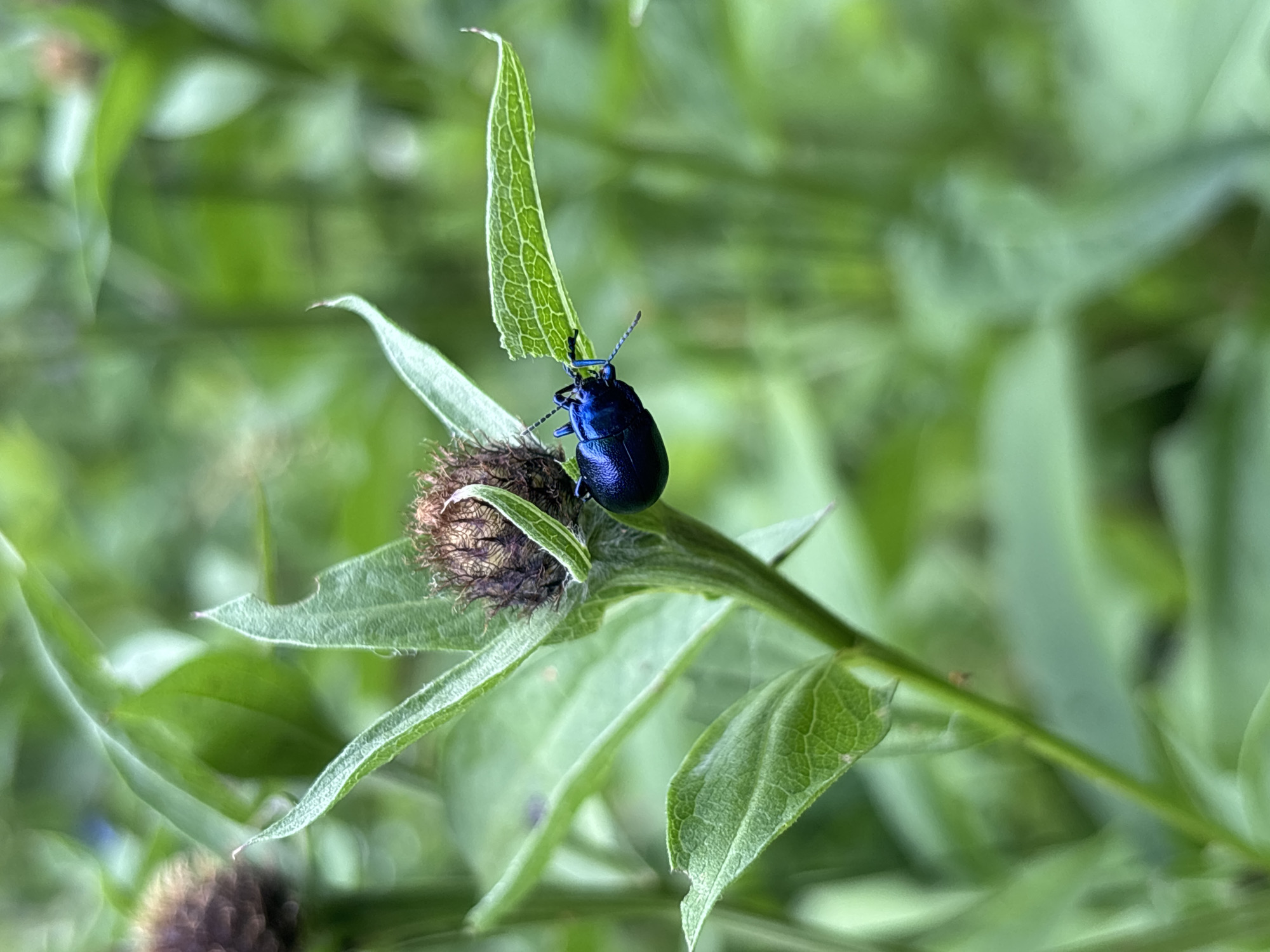 A close-up, macro shot captures a metallic blue beetle perched on a green plant stem, with a dried flower bud beneath it. The beetle is positioned on a narrow green leaf that appears to have been partially eaten. The background is softly blurred with various shades of green, suggesting a natural, outdoor setting likely in a field or garden. The focus is sharp on the beetle and the immediate plant it's on, highlighting the iridescent blue sheen of its carapace and its delicate antennae.
The scene appears to be set during the daytime, as indicated by the bright lighting and the clear visibility of the subject. There are no visible text elements in the image. The overall mood is one of quiet observation of nature, emphasizing the intricate details of the insect and its environment. The location context of Tatariv, Ukraine, suggests a rural or mountainous landscape, which aligns with the natural elements present in the photograph. The plant appears to be a type of thistle or a similar wildflower, common in meadows and open areas.