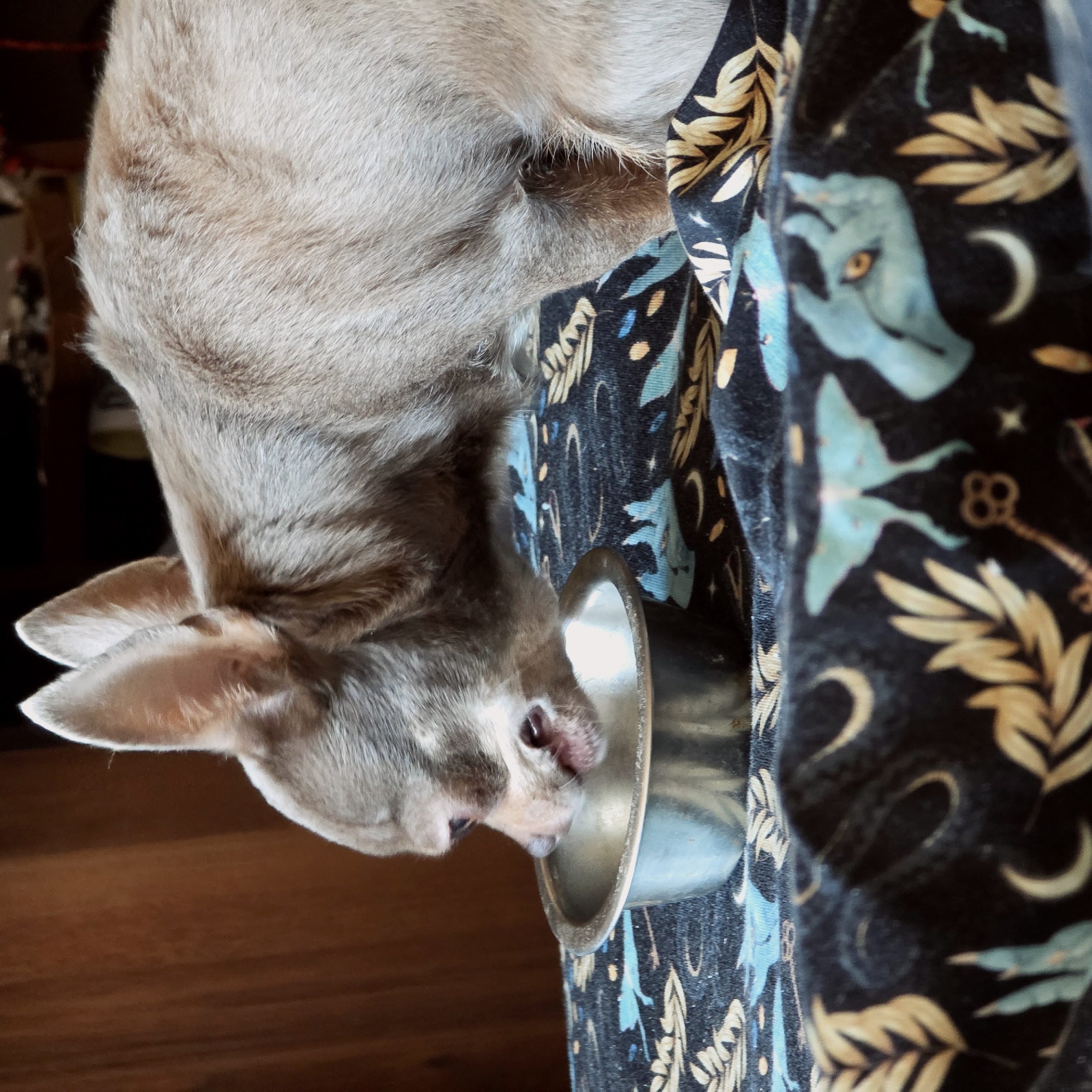 A small, light-furred animal, appearing to be a puppy or young dog, is depicted drinking from a metallic bowl. The animal has short, light gray or fawn-colored fur, prominent pointed ears, and its tongue is visible near the rim of the bowl as it drinks. Its head is lowered into the bowl, indicating focus on the task.
The bowl is situated on a dark fabric surface adorned with a complex pattern. This pattern features elements such as golden and teal-blue leaves, crescent moons, stars, stylized turquoise creatures resembling large moths or mythical beasts with yellow eyes, and antique-style keys. The design is rich with celestial and fantastical motifs.
The background behind the animal is a warm, dark brown, suggesting a wooden floor or furniture in an indoor setting. The lighting is soft and ambient. No specific emotions are evident other than the animal's concentration on drinking. There is no visible text in the image.