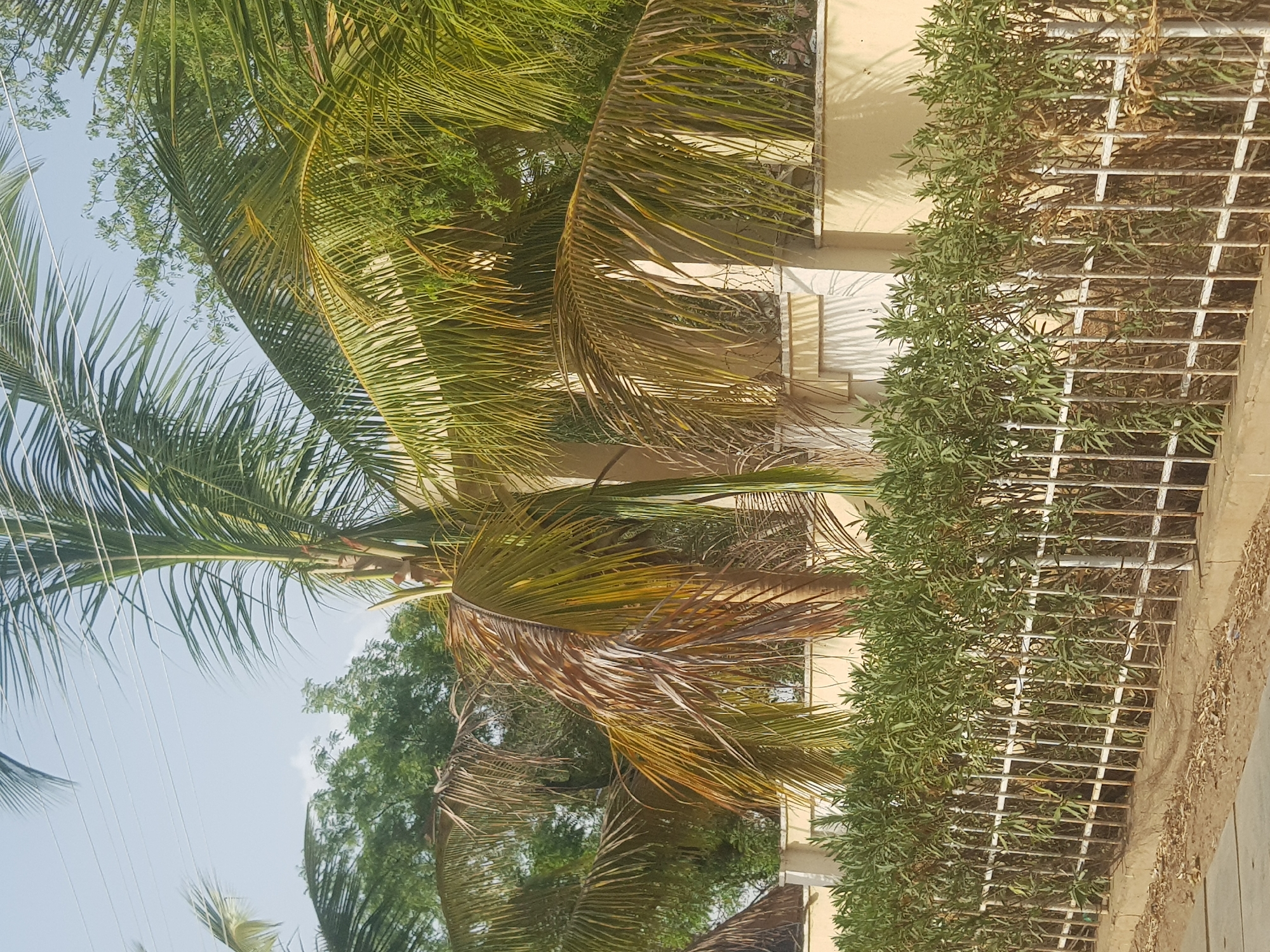 The image, taken outdoors, features a sunny sky and a section of an urban environment in Dabawa, Nigeria. A large palm tree dominates the left side, with fronds both green and browning. Behind the tree are power lines. A tan building with a window is visible, partially obscured by foliage. To the right is a metal fence partially covered by green bushes, leading to an unpaved roadside with scattered debris. No people are visible in the frame.