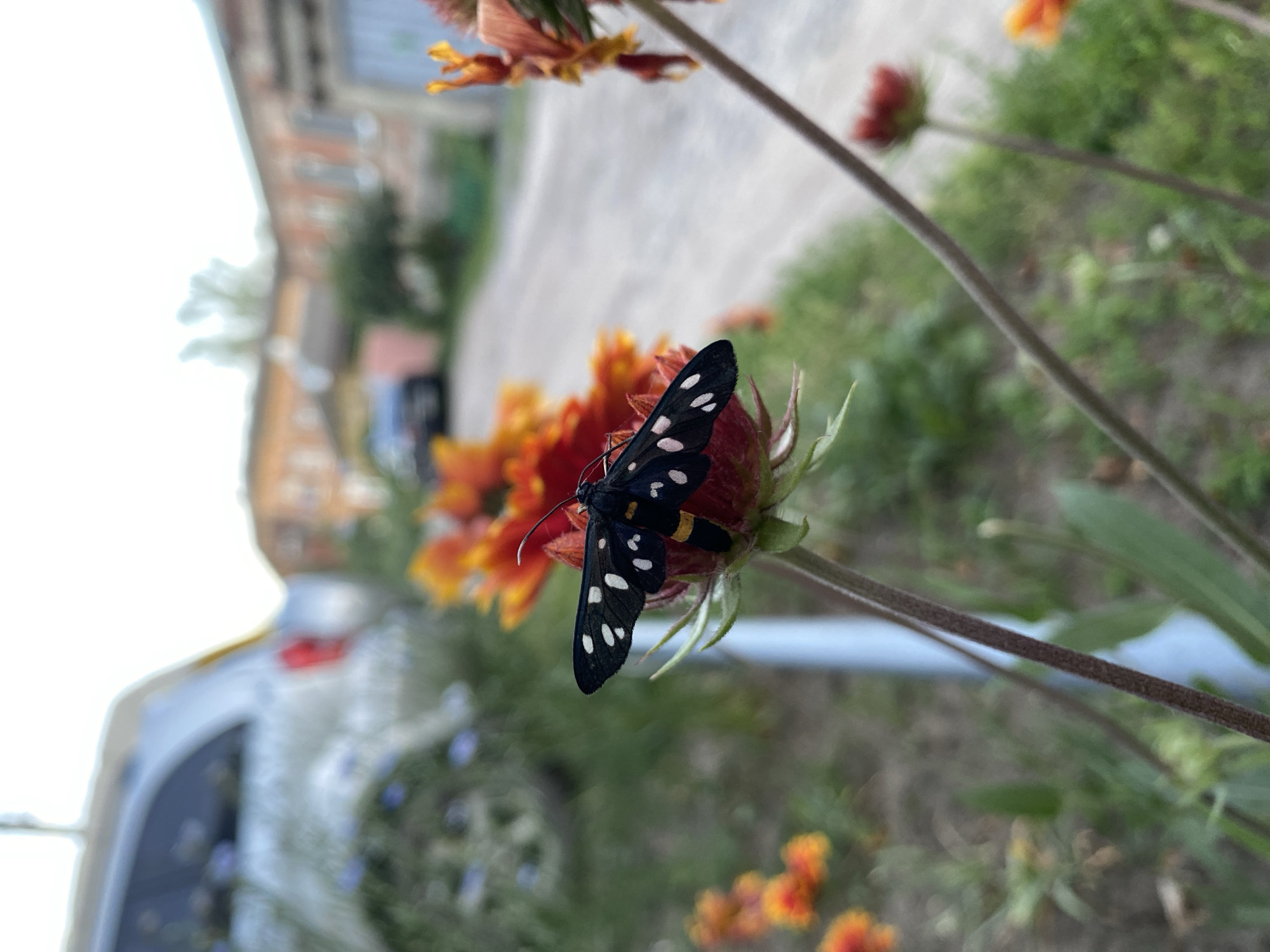 The image features a black moth with white spots perched on a red flower. The moth's wings are open, revealing its intricate patterns. In the background, there are other flowers with orange and yellow petals, and green foliage. The setting appears to be outdoors, possibly a garden or a natural landscape. The lighting suggests it could be daytime, but the overall mood is serene and natural. The background is slightly blurred, drawing focus to the moth and flower. There is no visible text in the image. The image is oriented vertically, suggesting it was taken with a phone camera in portrait mode.
