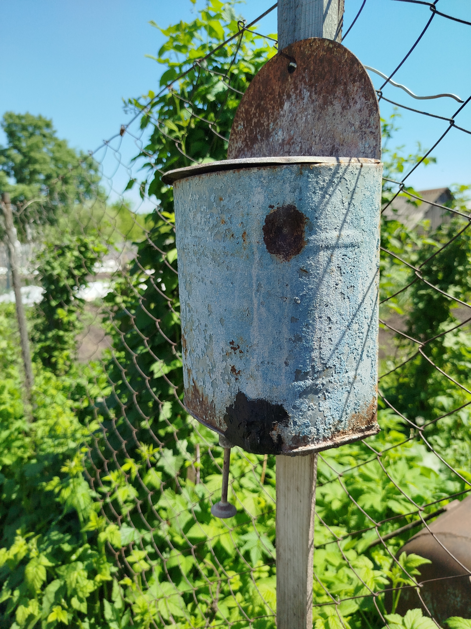 The image displays an outdoor scene in the city of Солтон, Russia, under a clear blue sky. A cylindrical, light blue painted metal basin, exhibiting significant paint flaking, rust, and a dark stain at its lower front, serves as the primary subject. A small, rusted metallic lever or valve extends from the bottom of the basin, indicating a water dispensing function. The basin is securely mounted to a weathered, light-toned wooden post. This post is part of a rusty wire mesh fence that runs through the midground. Beyond the fence, a dense expanse of vibrant green foliage, consisting of various broadleaf plants and possibly distant trees, dominates the background. Faint outlines of structures are discernible in the far background through the vegetation. No individuals are present in the scene. The overall lighting suggests bright daylight, with shadows cast on the right side of the basin and the fence.