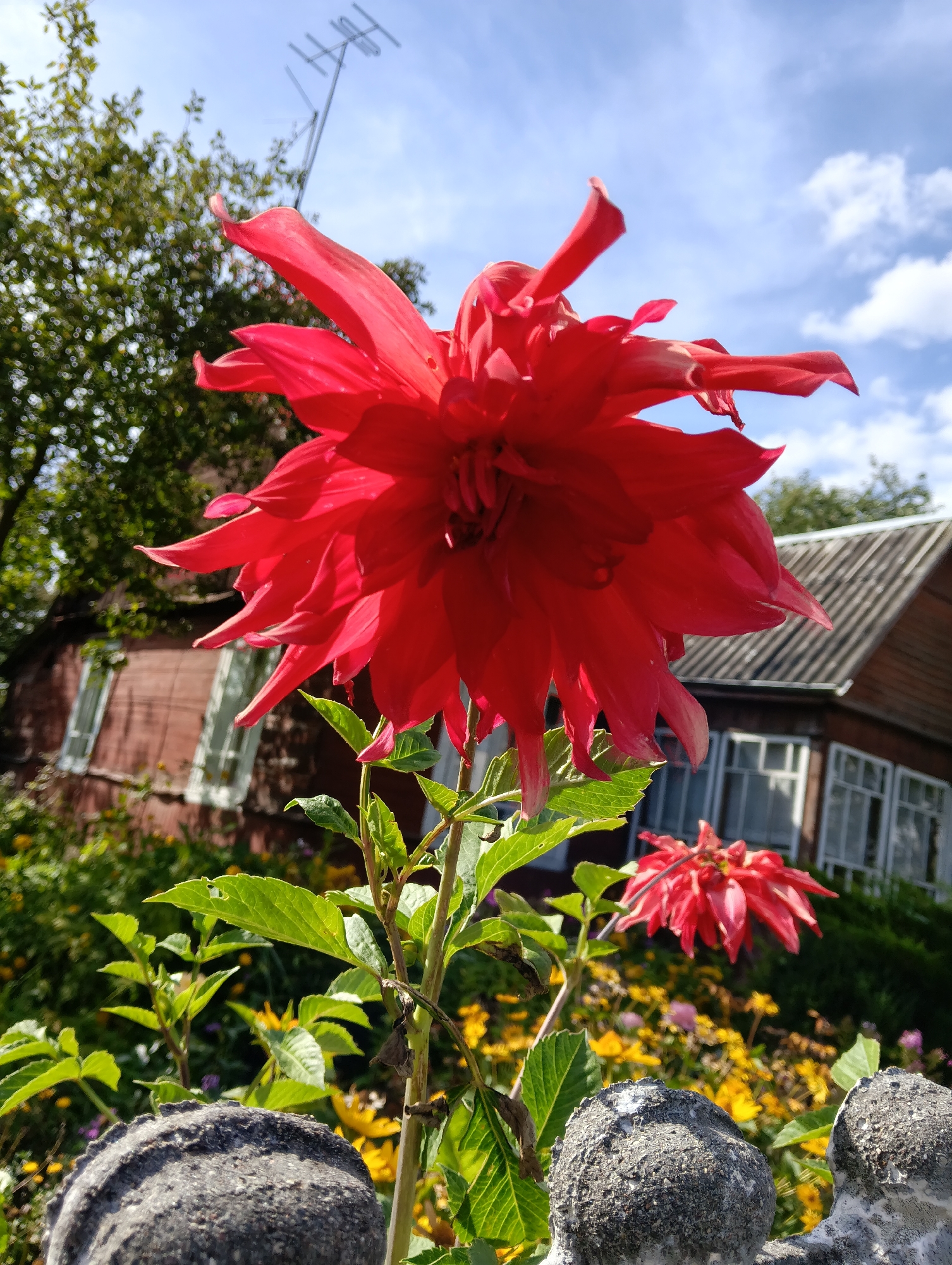 A vibrant red dahlia bloom is in sharp focus in the foreground, its numerous petals reaching outward and upward against a bright blue sky with scattered white clouds. Behind the dahlia, a wooden house with a grey, corrugated roof and white-trimmed windows is visible. A tree with green foliage is to the left of the house, and an antenna extends above it. The lower part of the image shows a stone fence post with a textured, grey surface. In the background, a cluster of smaller yellow and pink flowers adds to the garden setting. The scene appears to be outdoors, likely in a residential garden, possibly in Hrodna, Belarus, given the traditional wooden house architecture and typical garden flowers. No people are present in the image.