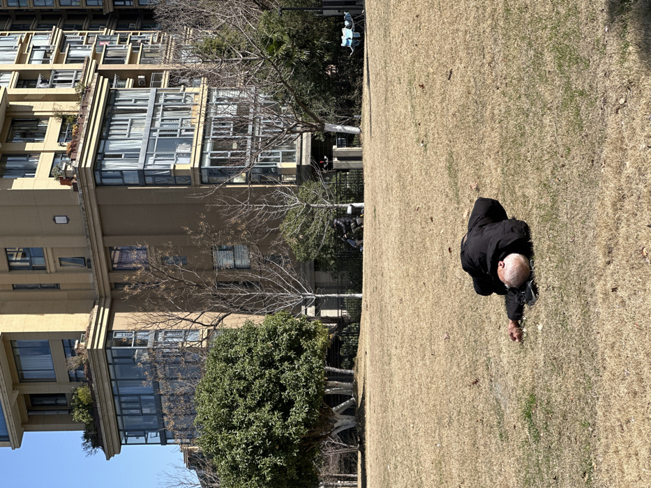 The image displays an outdoor scene, originally oriented in a portrait fashion but rotated 90 degrees clockwise in the provided view, so that the buildings appear on the left and the ground extends to the right.
In the foreground and mid-ground, a large expanse of dry, light brown grass covers the right side of the frame, suggesting a dormant season like late autumn or winter. Scattered on the grass are a few dark specks, possibly fallen leaves or debris.
Towards the center-right of the image, a person is visible on their hands and knees on the grassy ground. The individual appears to be an adult, wearing a dark, possibly black, jacket and dark pants. Their head, featuring short, light-colored hair, is bowed down towards the ground, suggesting they are intently looking at or picking something up from the grass. Their right hand is extended forward, close to the ground.
On the left side of the image, forming the background, are several large, multi-story residential buildings. These buildings have a light beige or off-white facade and feature numerous windows, many of which appear to be full-length glass panels or balconies enclosed in glass. The architecture suggests a modern style. Balconies with small plants are visible on some levels.
Between the grassy area and the buildings, there are several trees. A prominent, round, dark green evergreen bush or tree is visible in the lower-mid section, its trunk painted white near the base. Further back and slightly to the right, several deciduous trees with bare branches stand, also with white-painted trunks. A metal fence or railing is partially visible behind some of the trees.
The scene is brightly illuminated by direct sunlight, indicating a clear day. There are no visible shadows that would suggest early morning or late afternoon, pointing towards midday or early afternoon. No text is visible in the image.